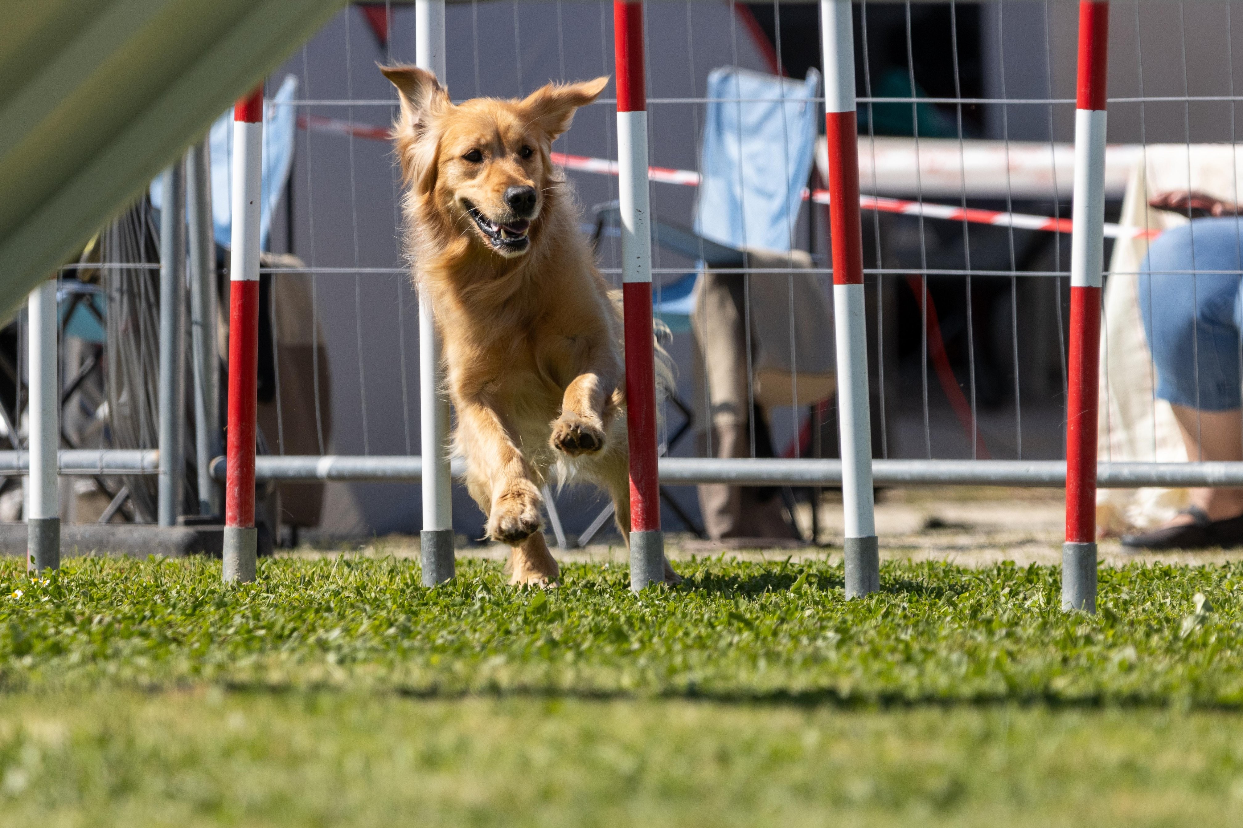 Agility grade 2 0346