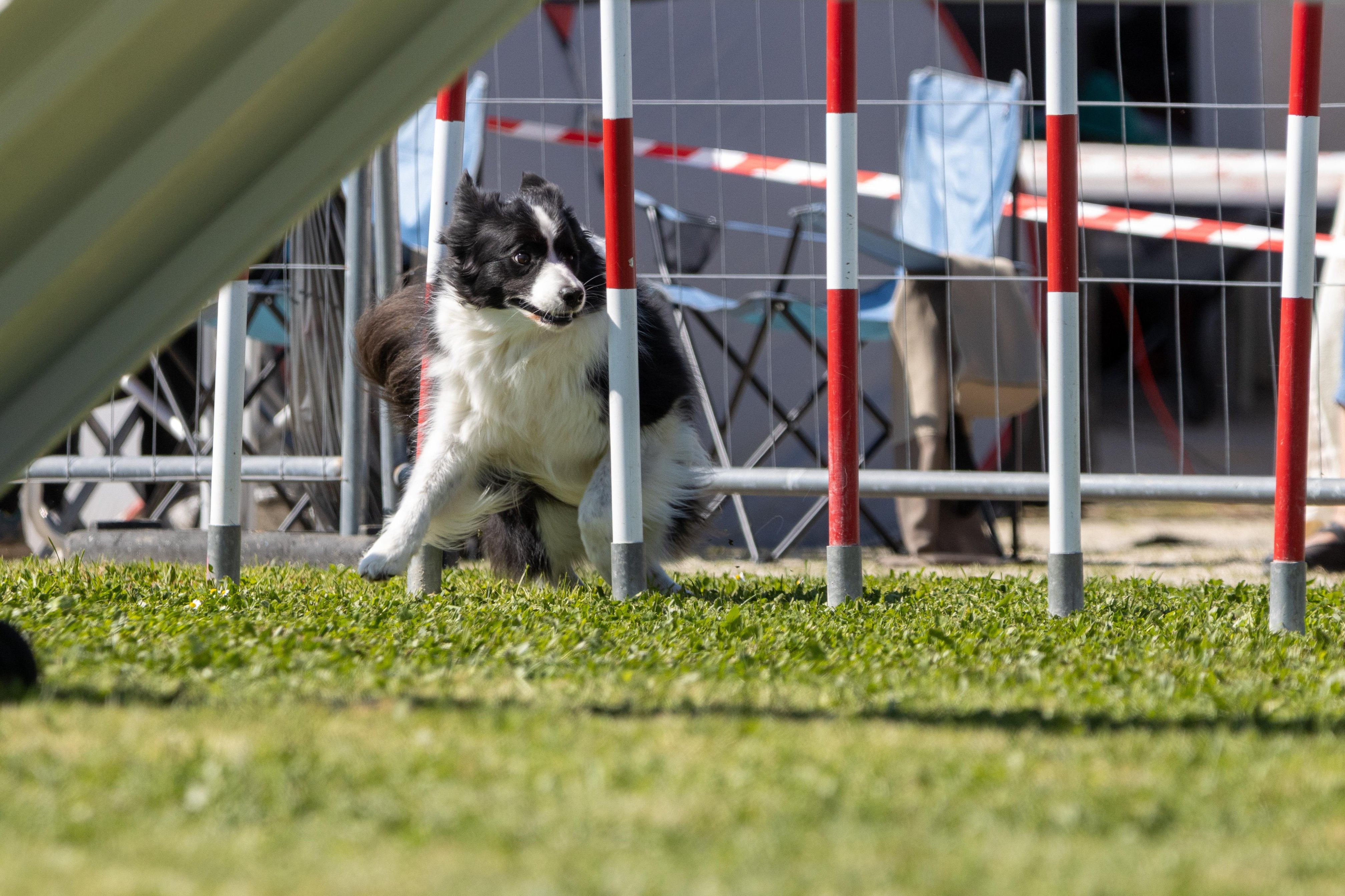 Agility grade 2 0348