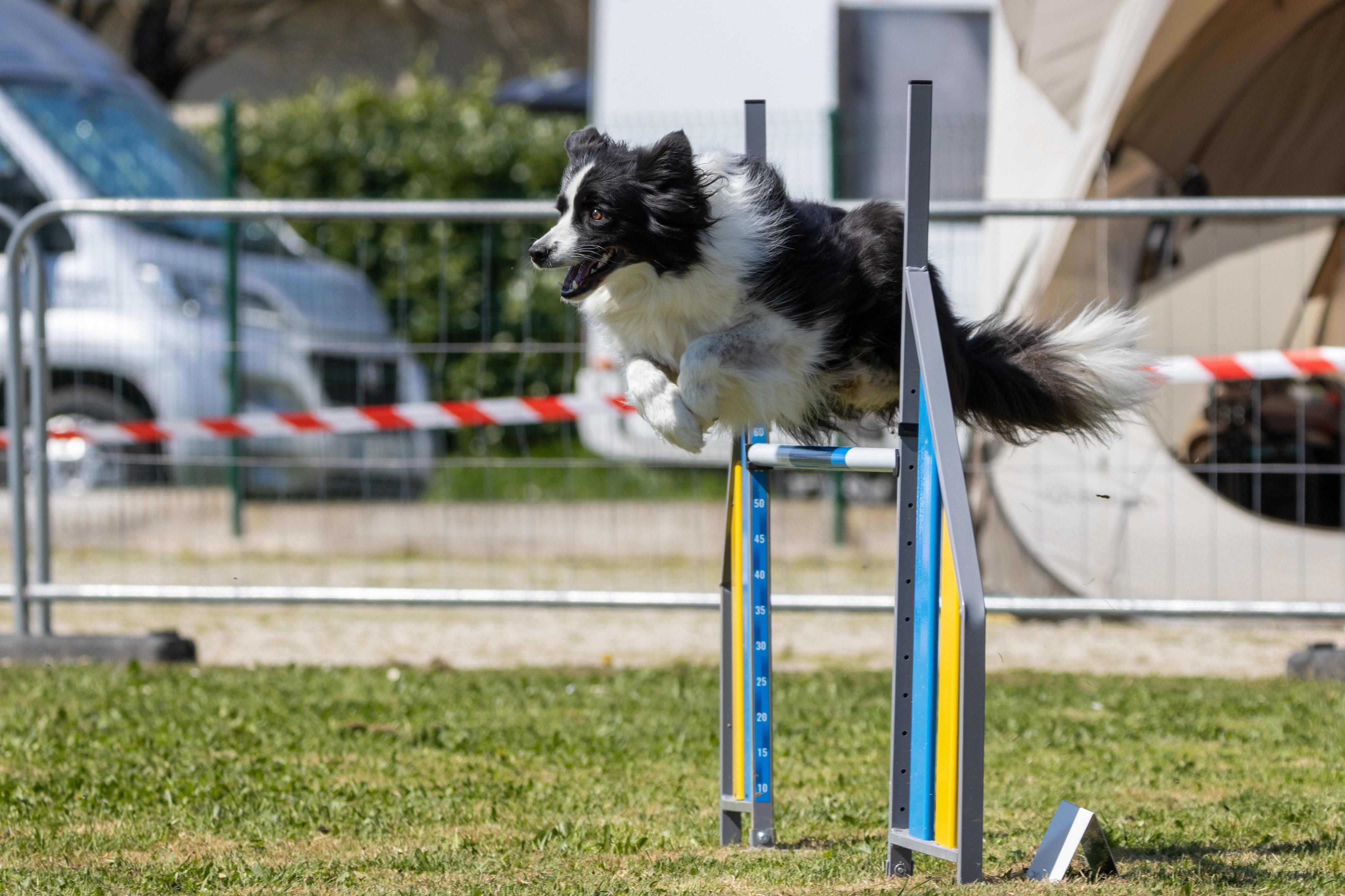 Agility grade 2 0349