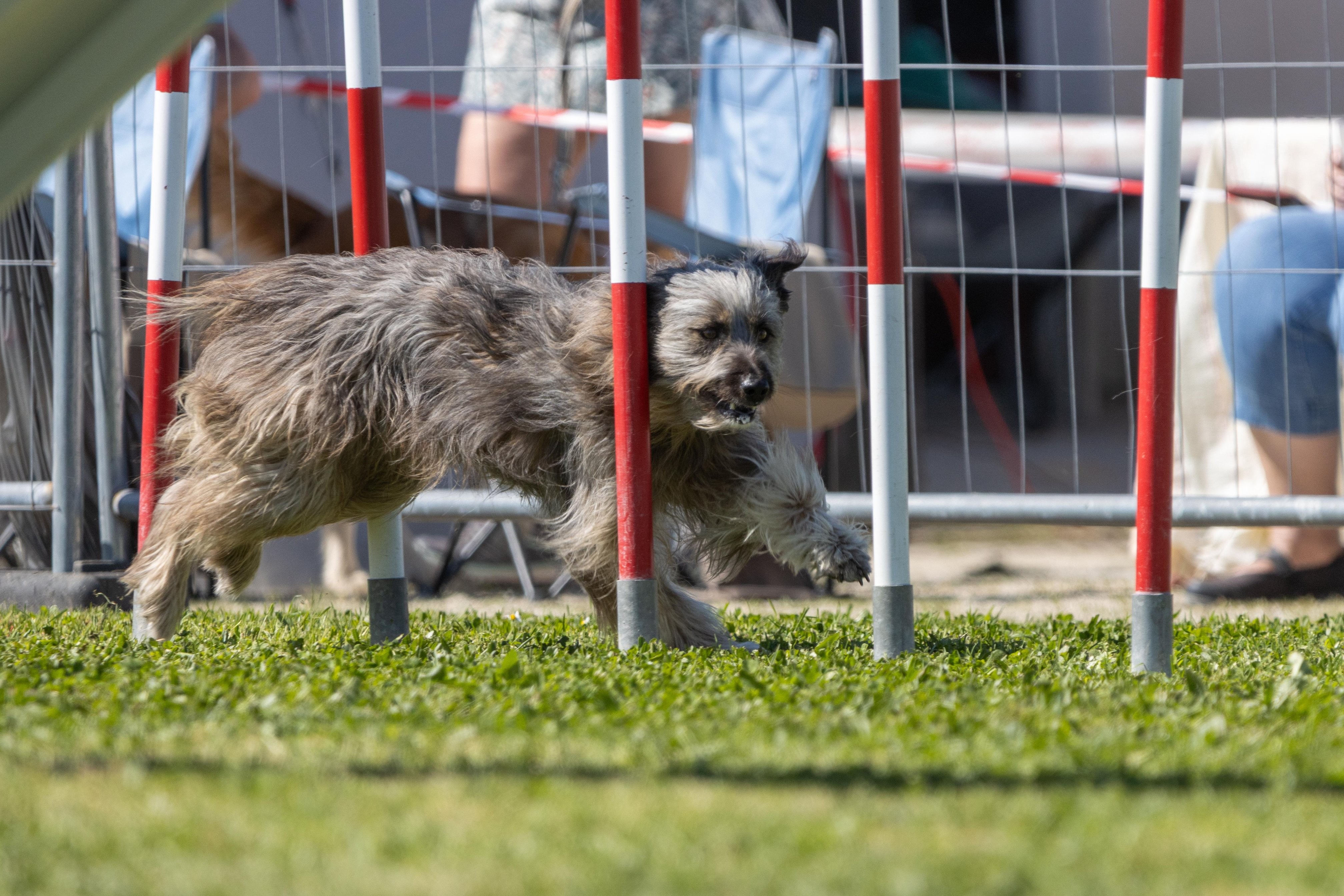 Agility grade 2 0350