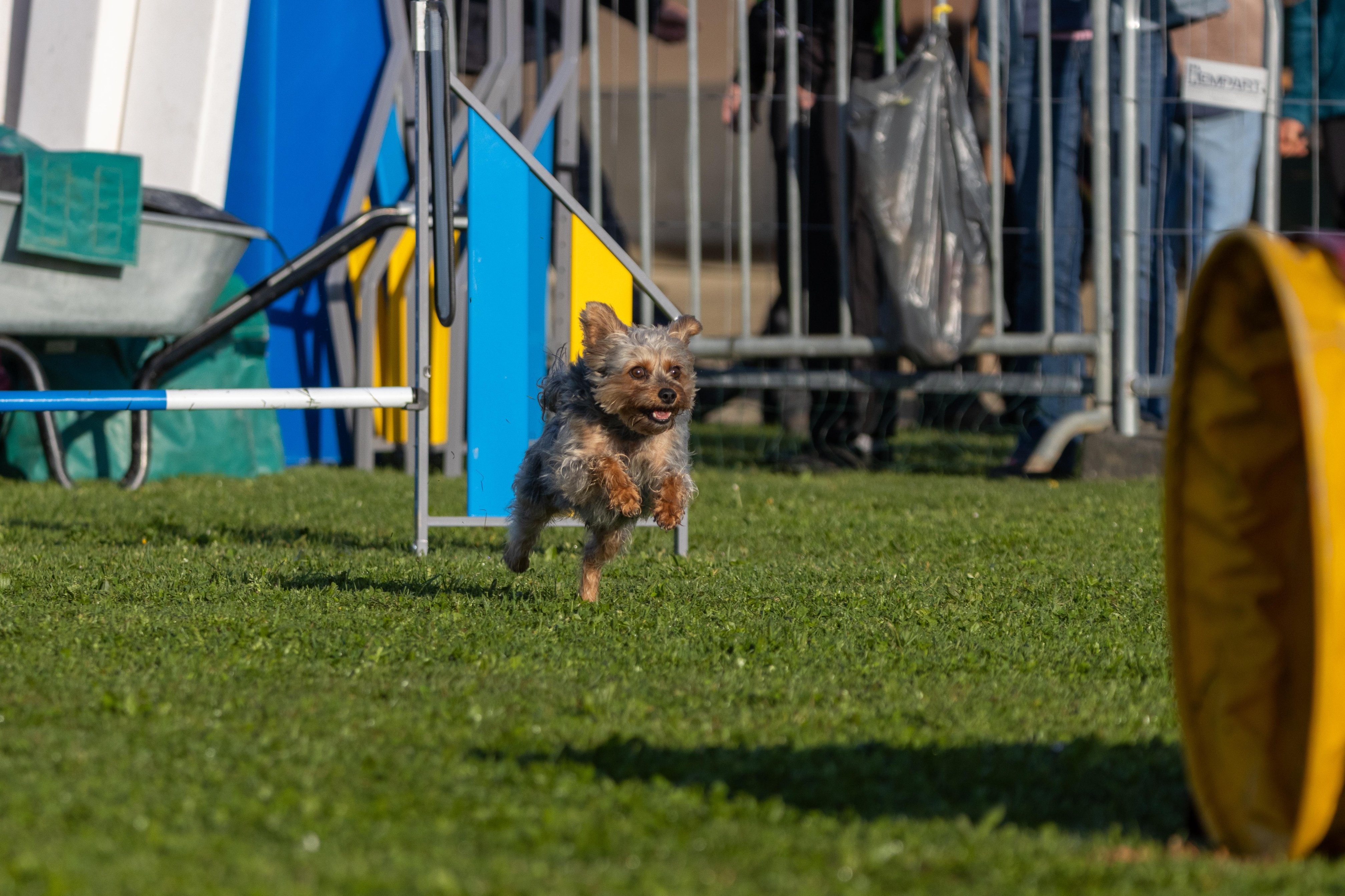 Agility grade 2 etoile 0032