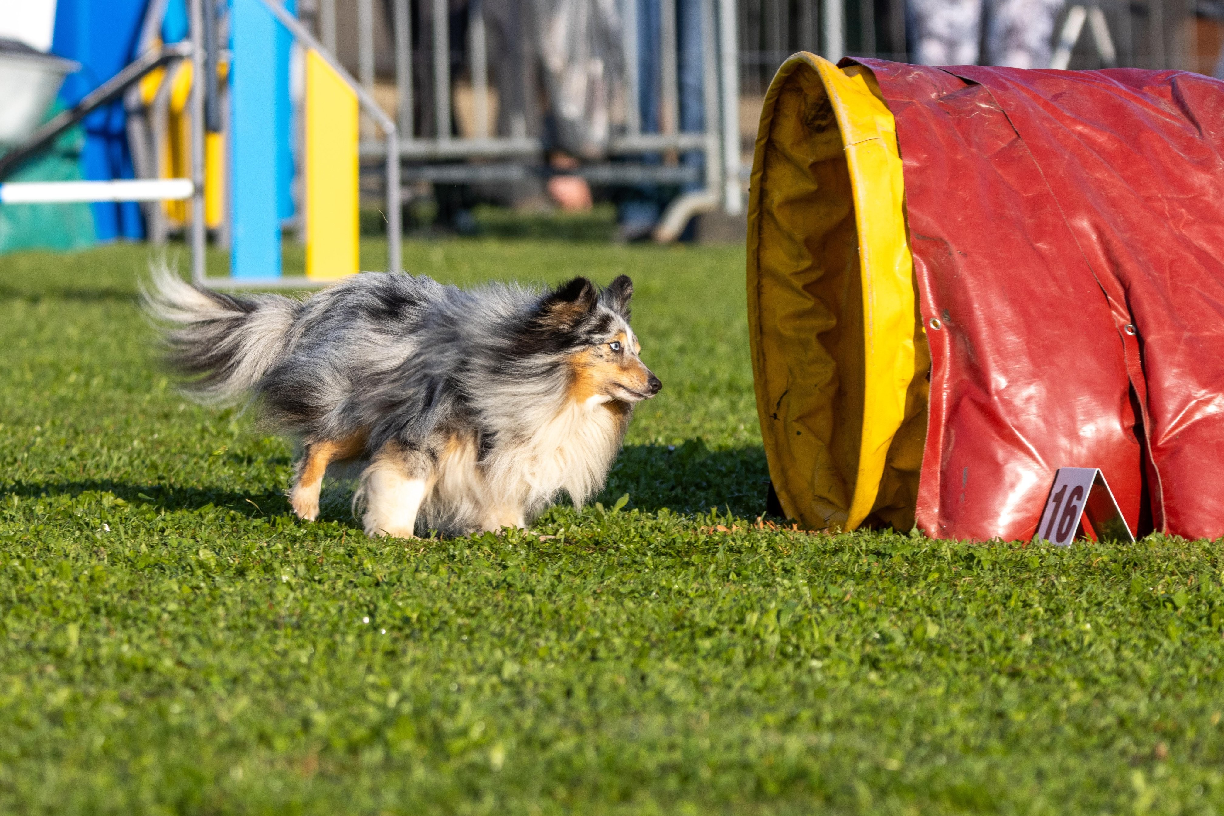 Agility grade 2 etoile 0033