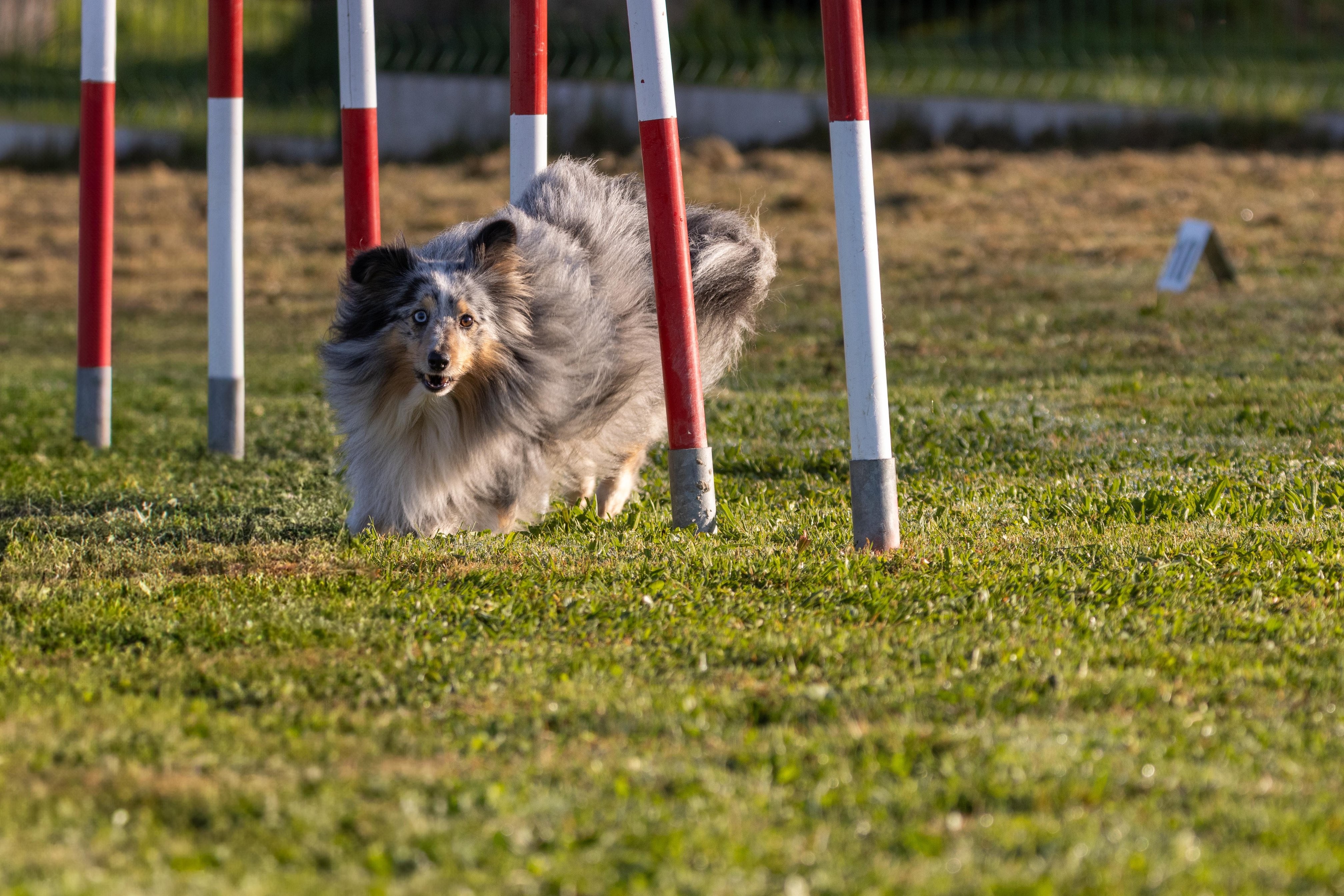 Agility grade 2 etoile 0034