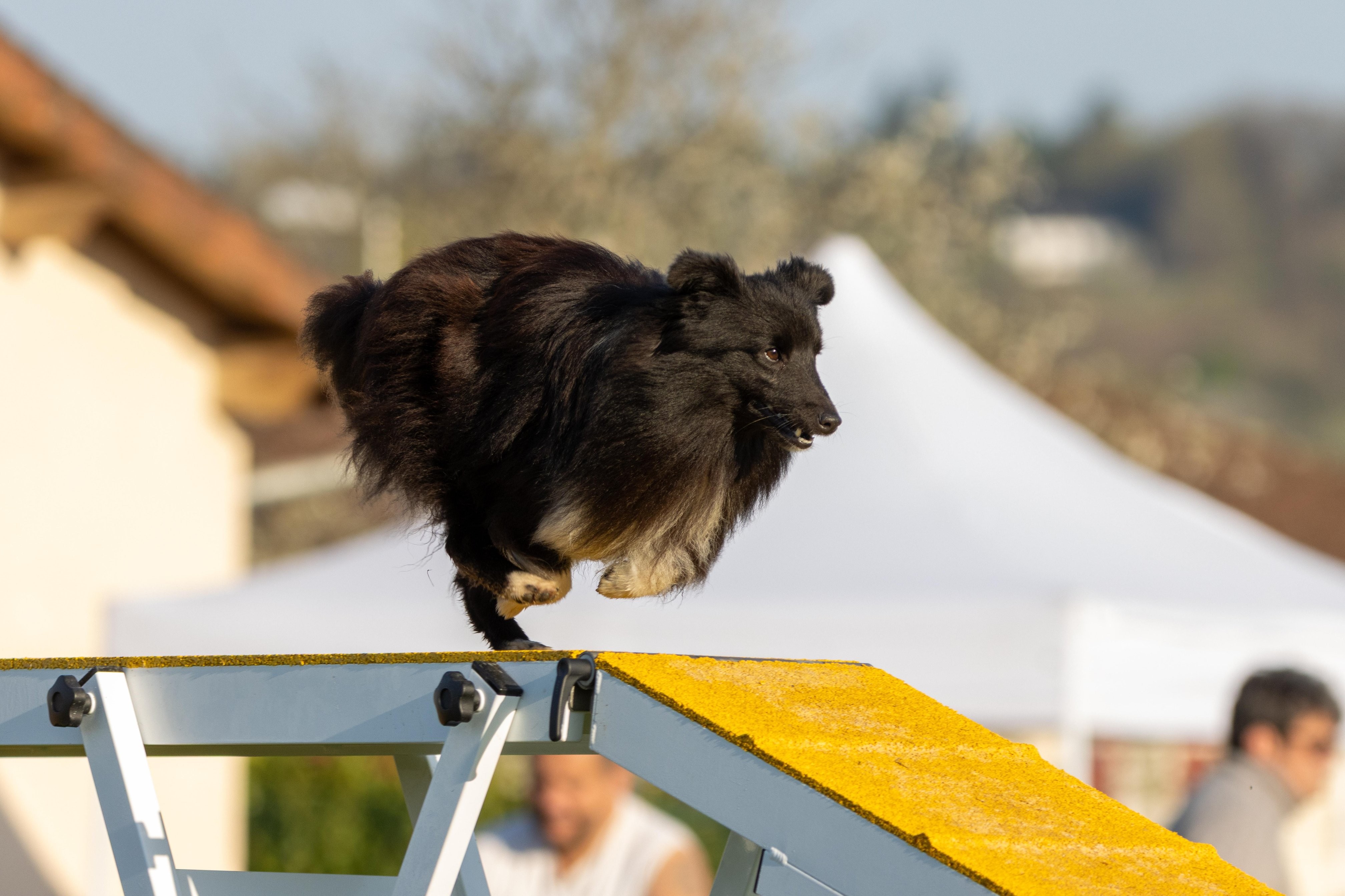 Agility grade 2 etoile 0036