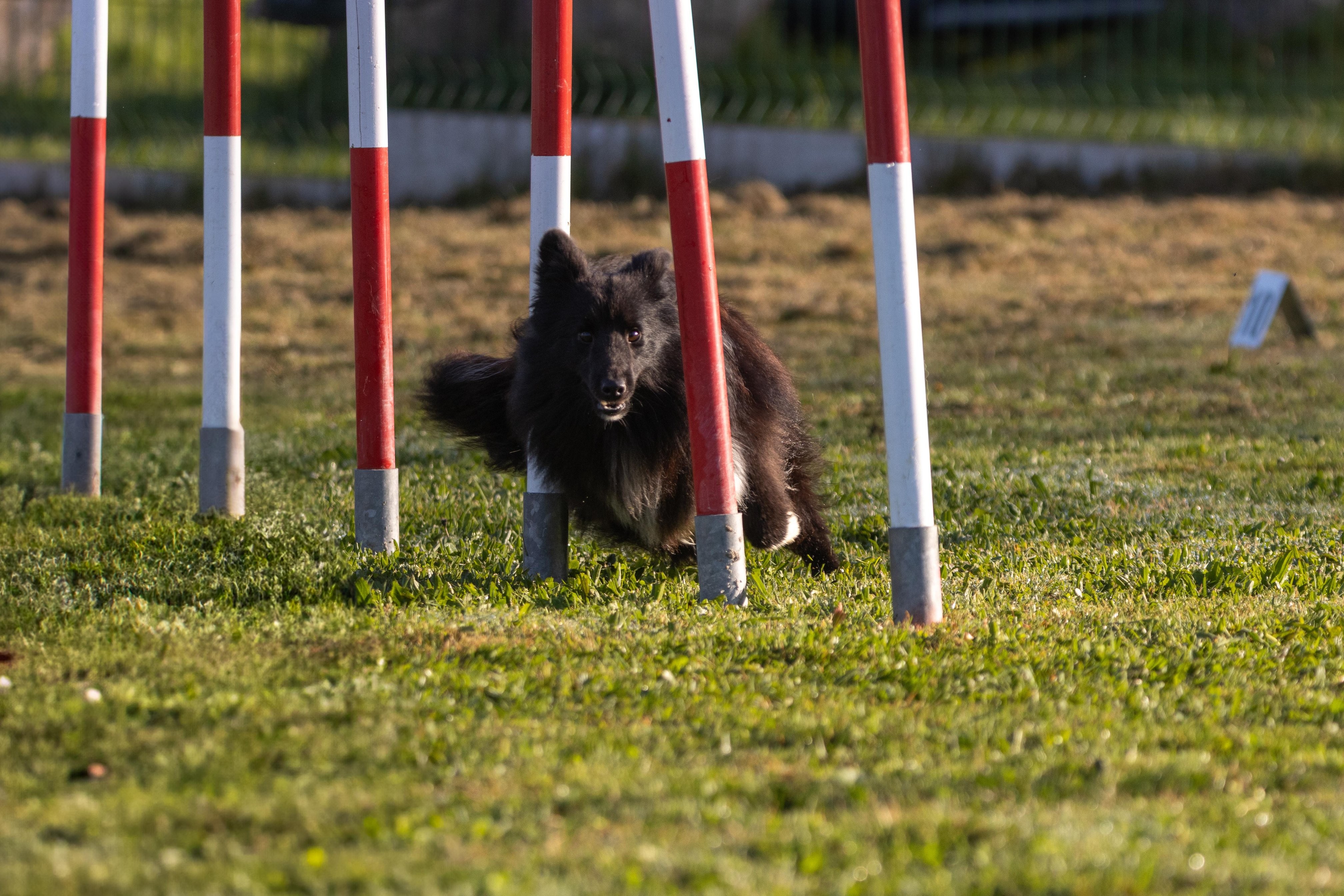 Agility grade 2 etoile 0037