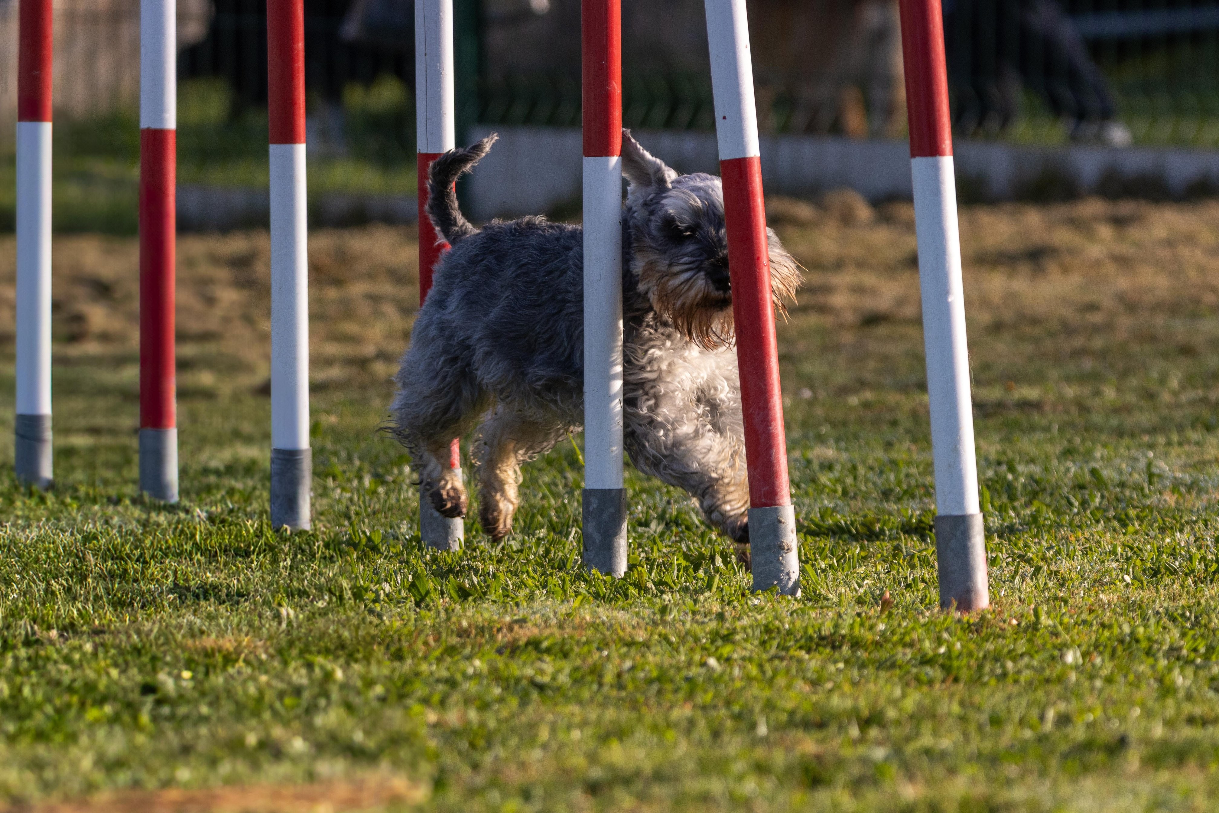 Agility grade 2 etoile 0041