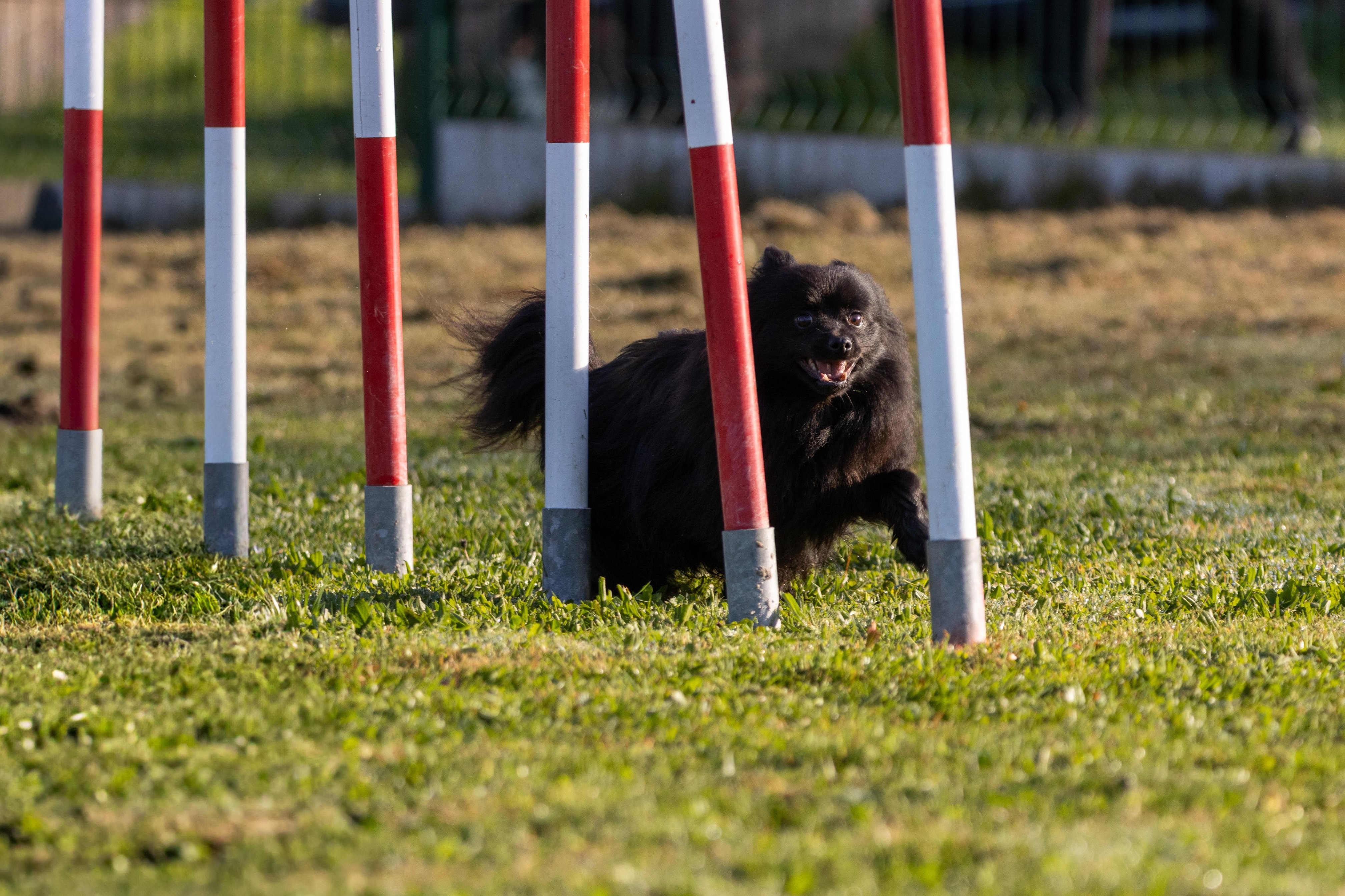 Agility grade 2 etoile 0043