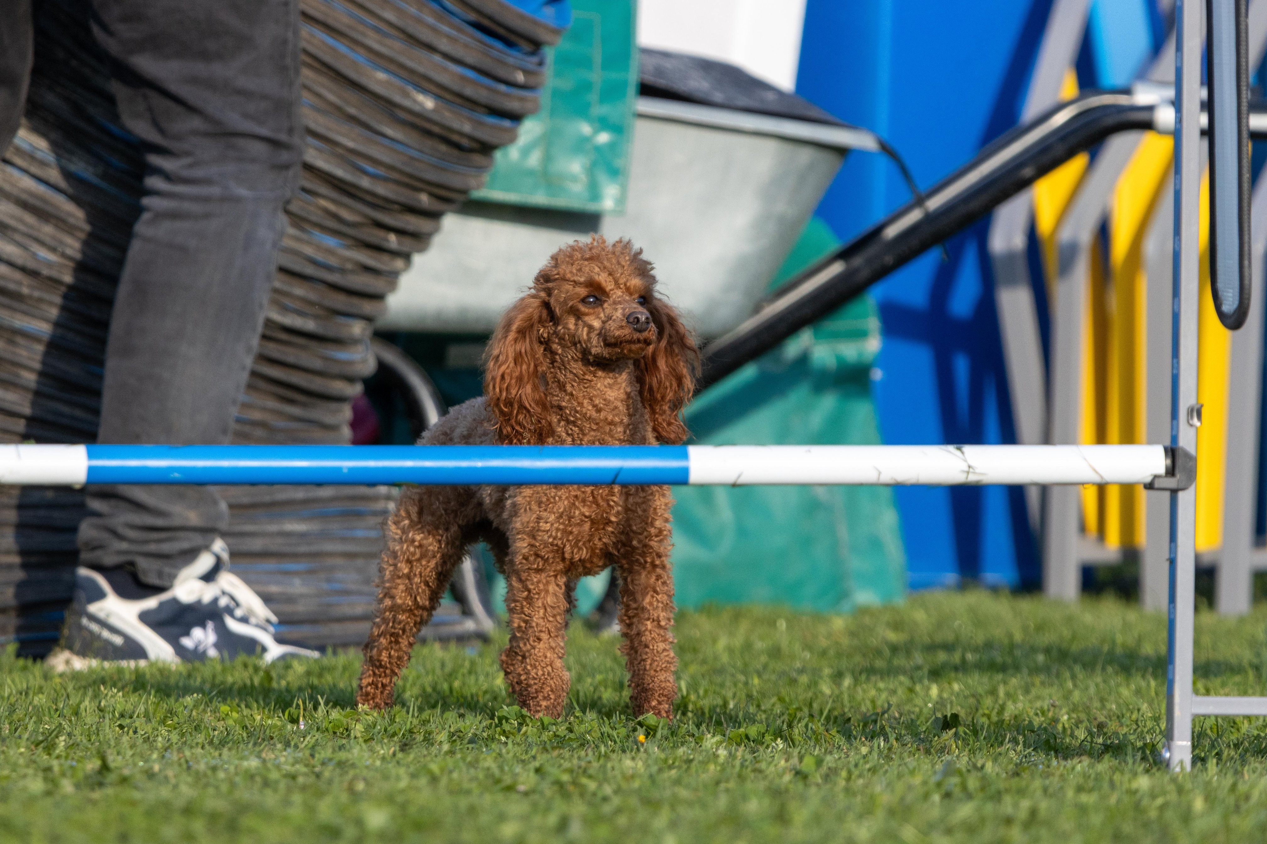 Agility grade 2 etoile 0045