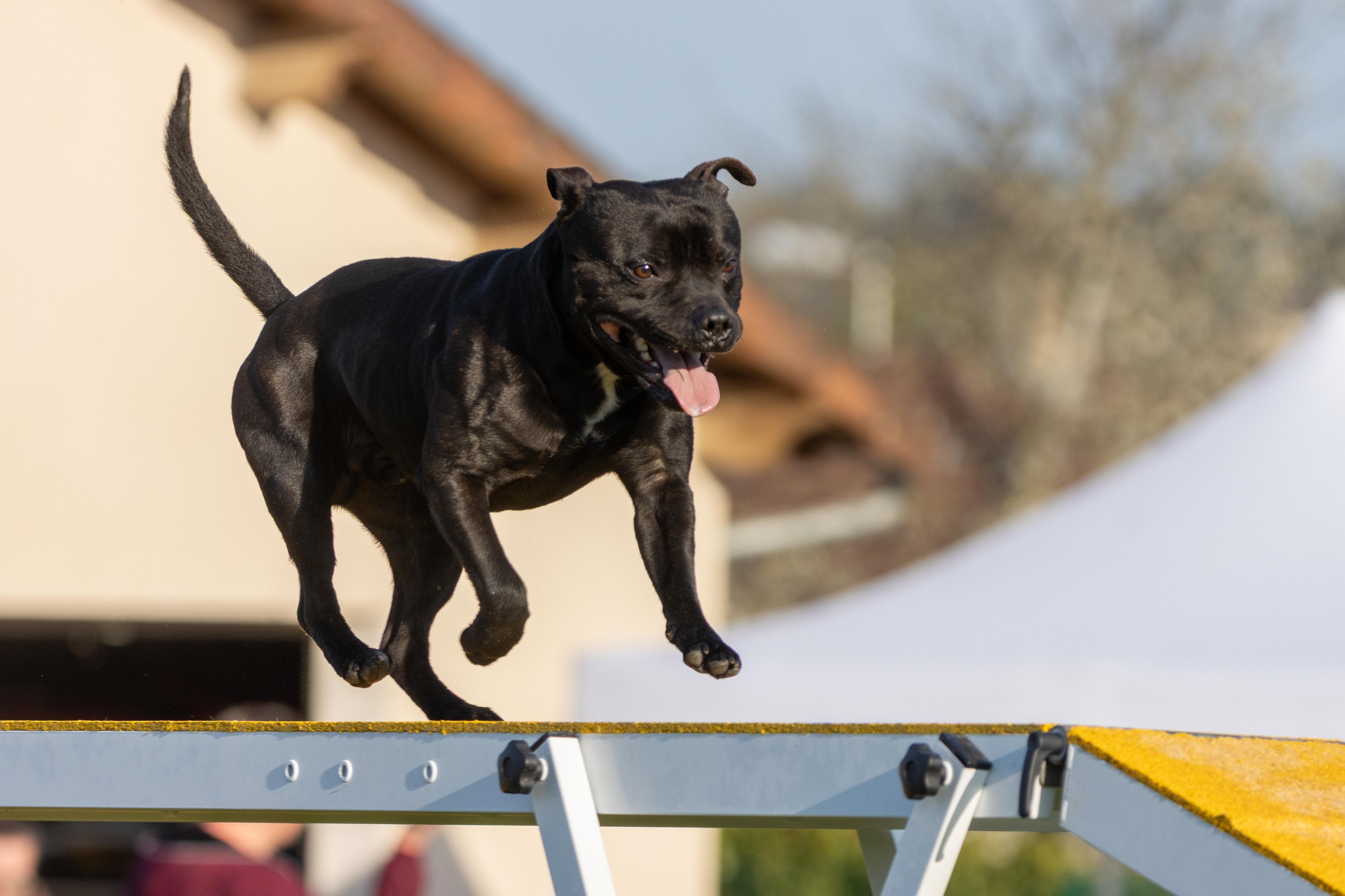 Agility grade 2 etoile 0051