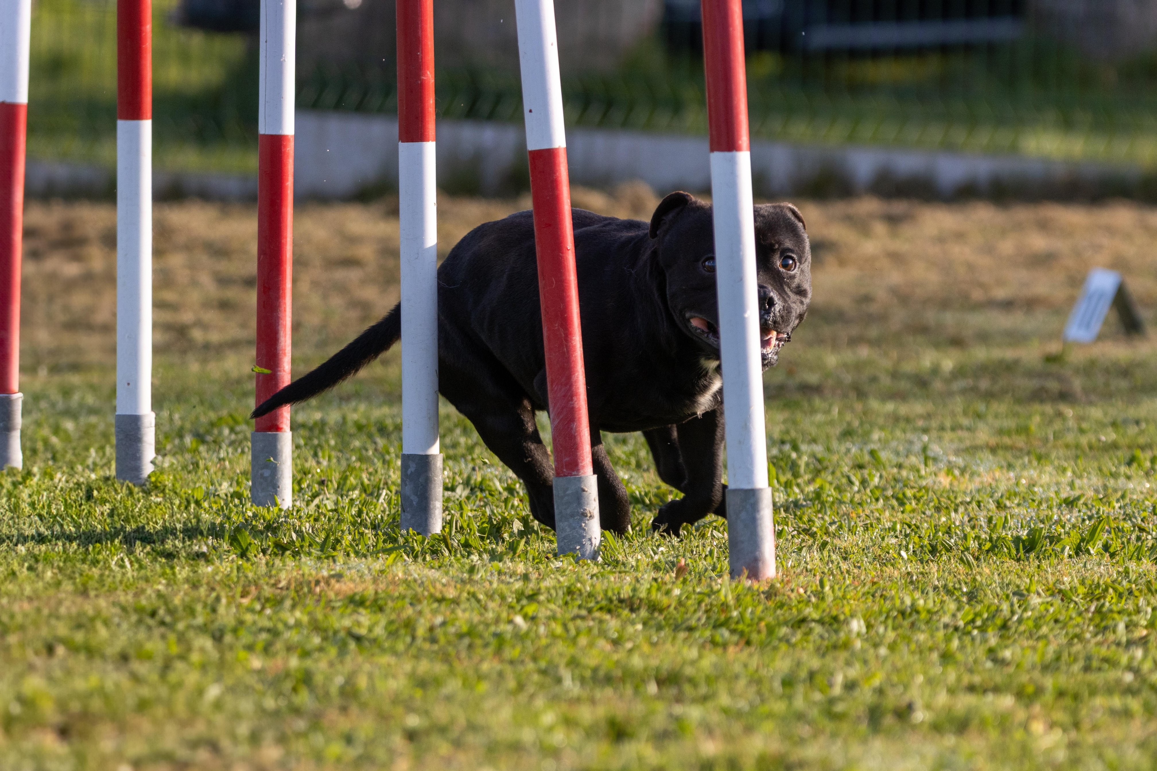 Agility grade 2 etoile 0052