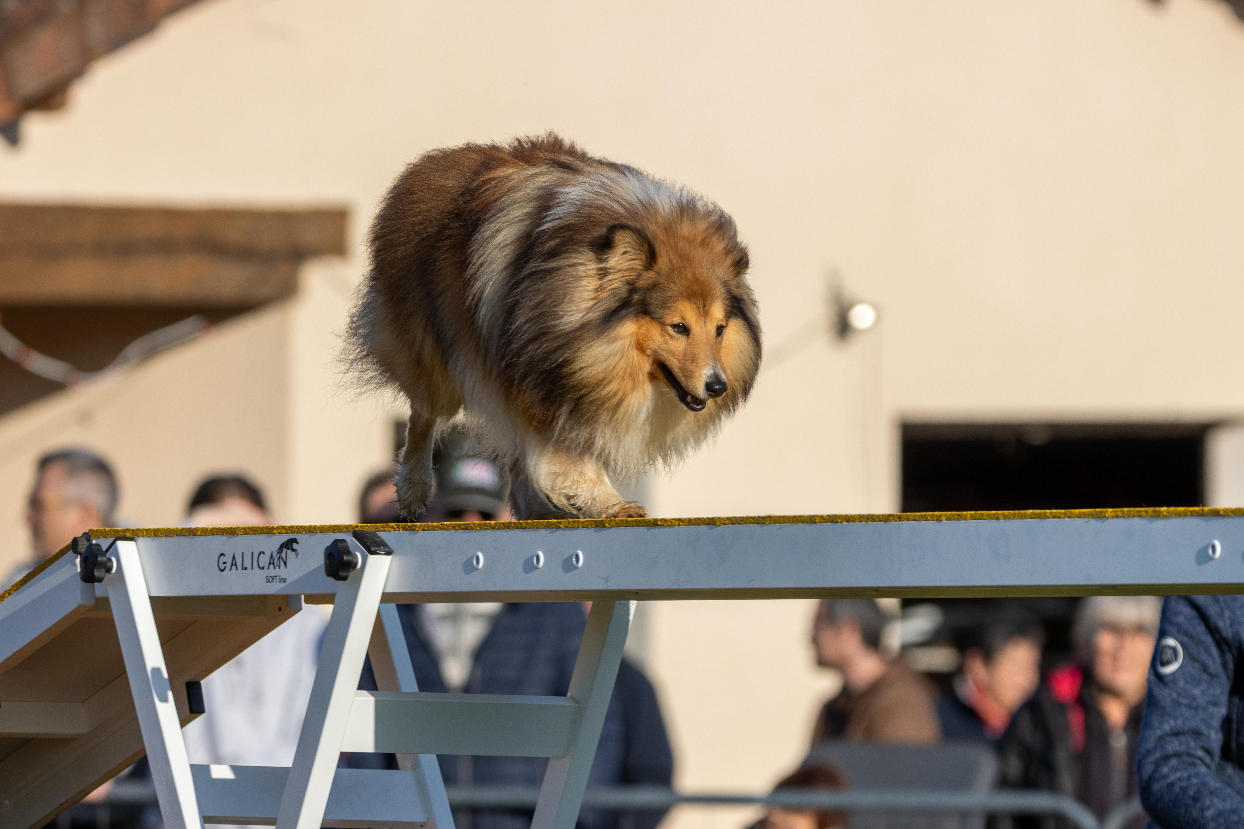 Agility grade 2 etoile 0055