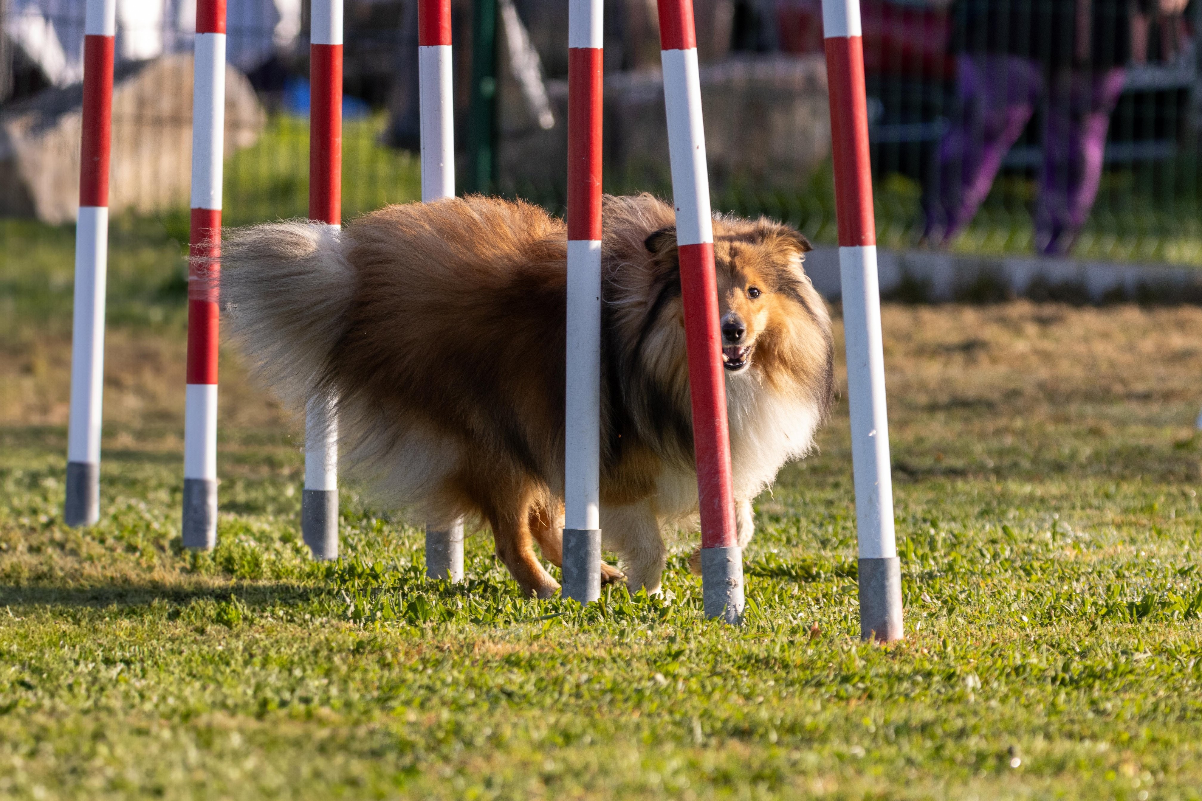 Agility grade 2 etoile 0057