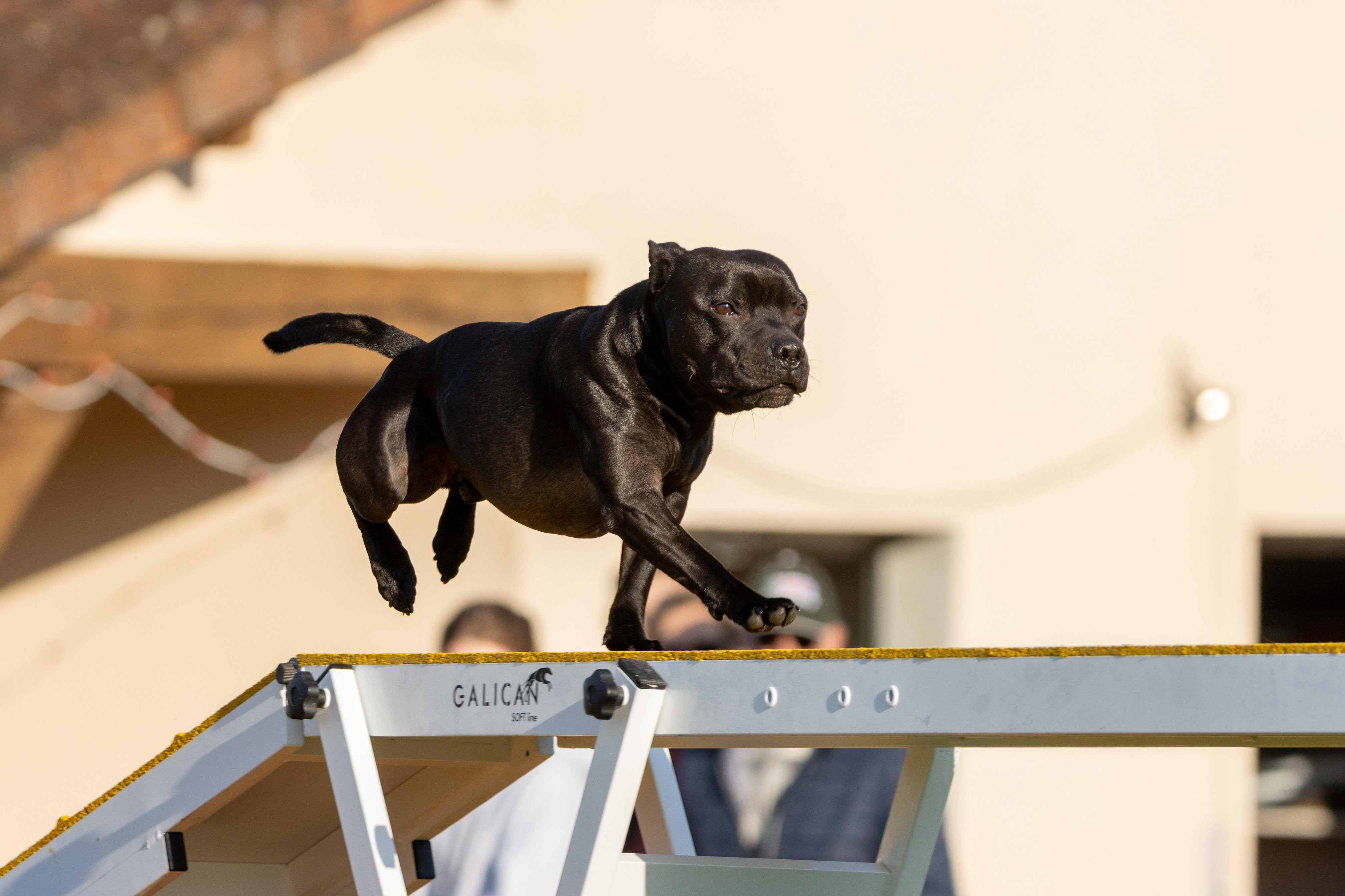 Agility grade 2 etoile 0059