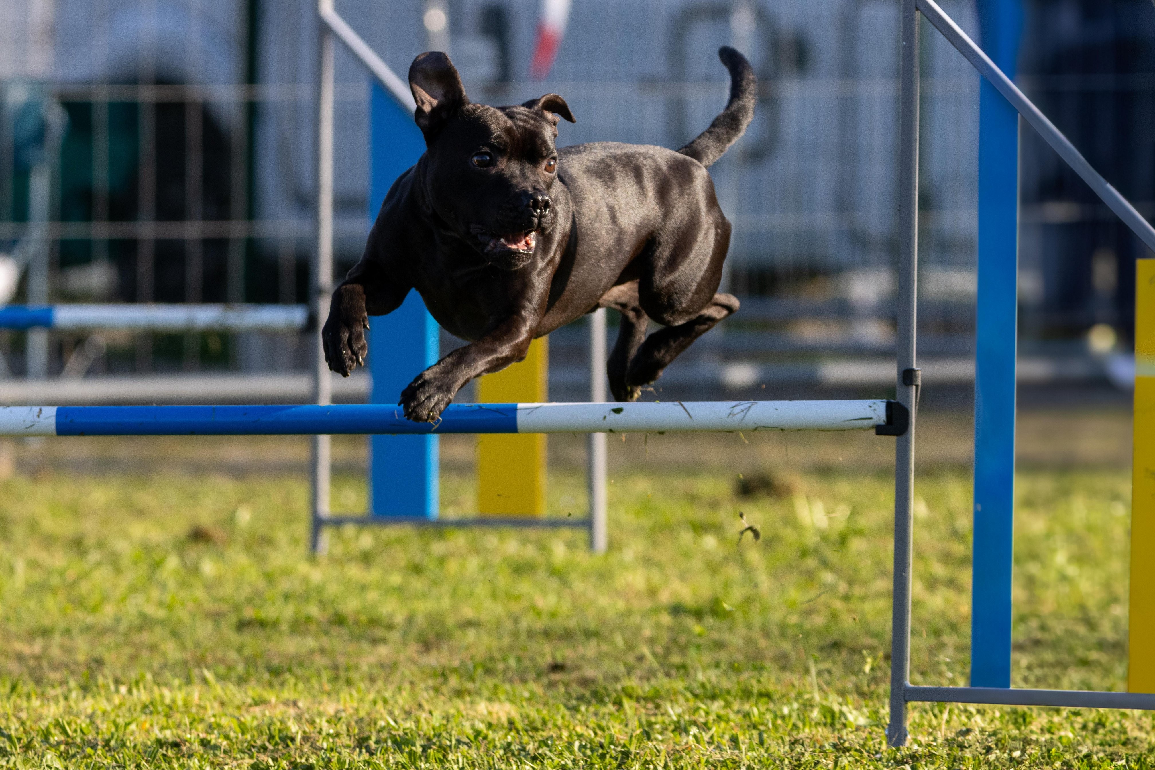 Agility grade 2 etoile 0060