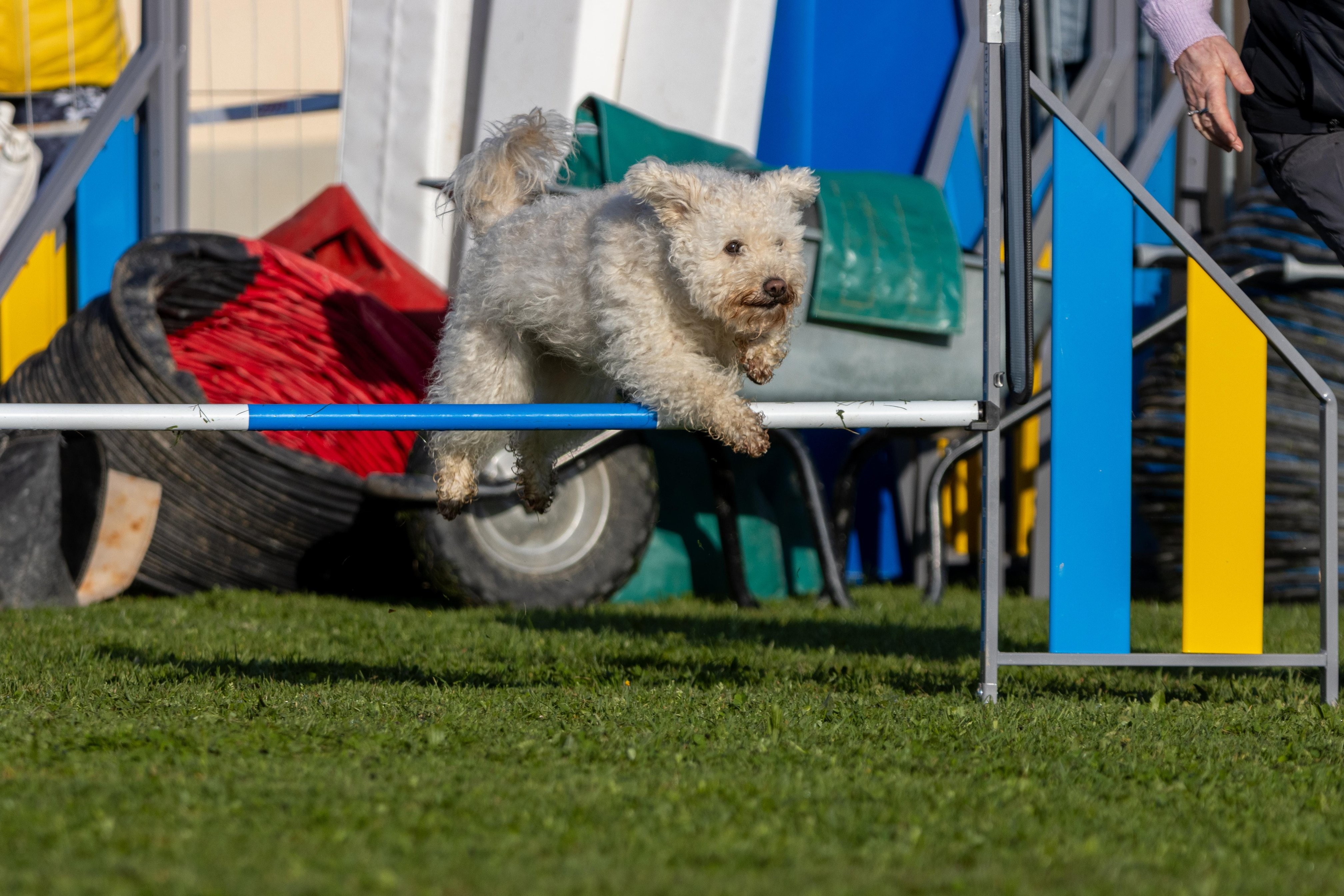 Agility grade 2 etoile 0062