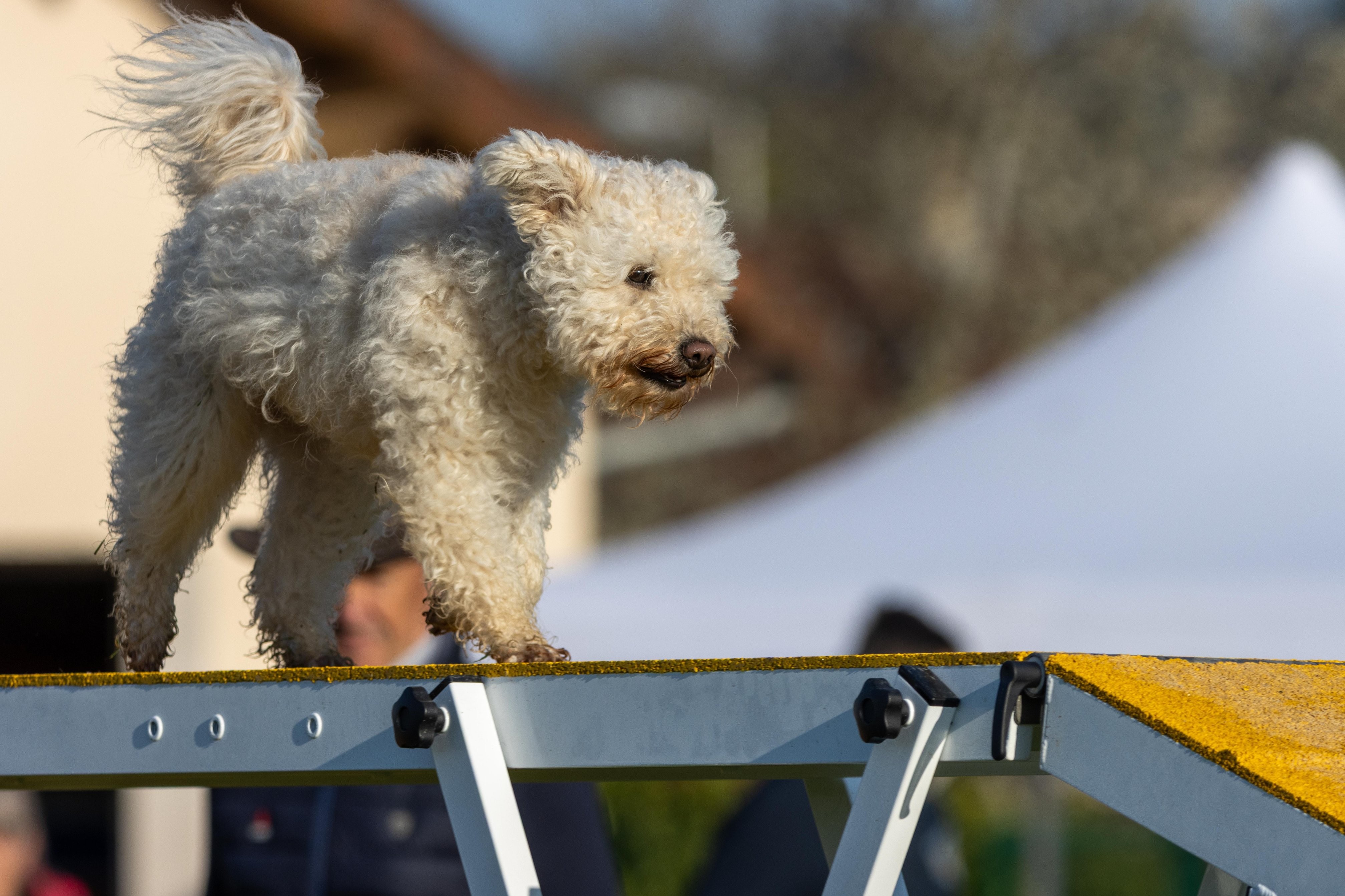 Agility grade 2 etoile 0063