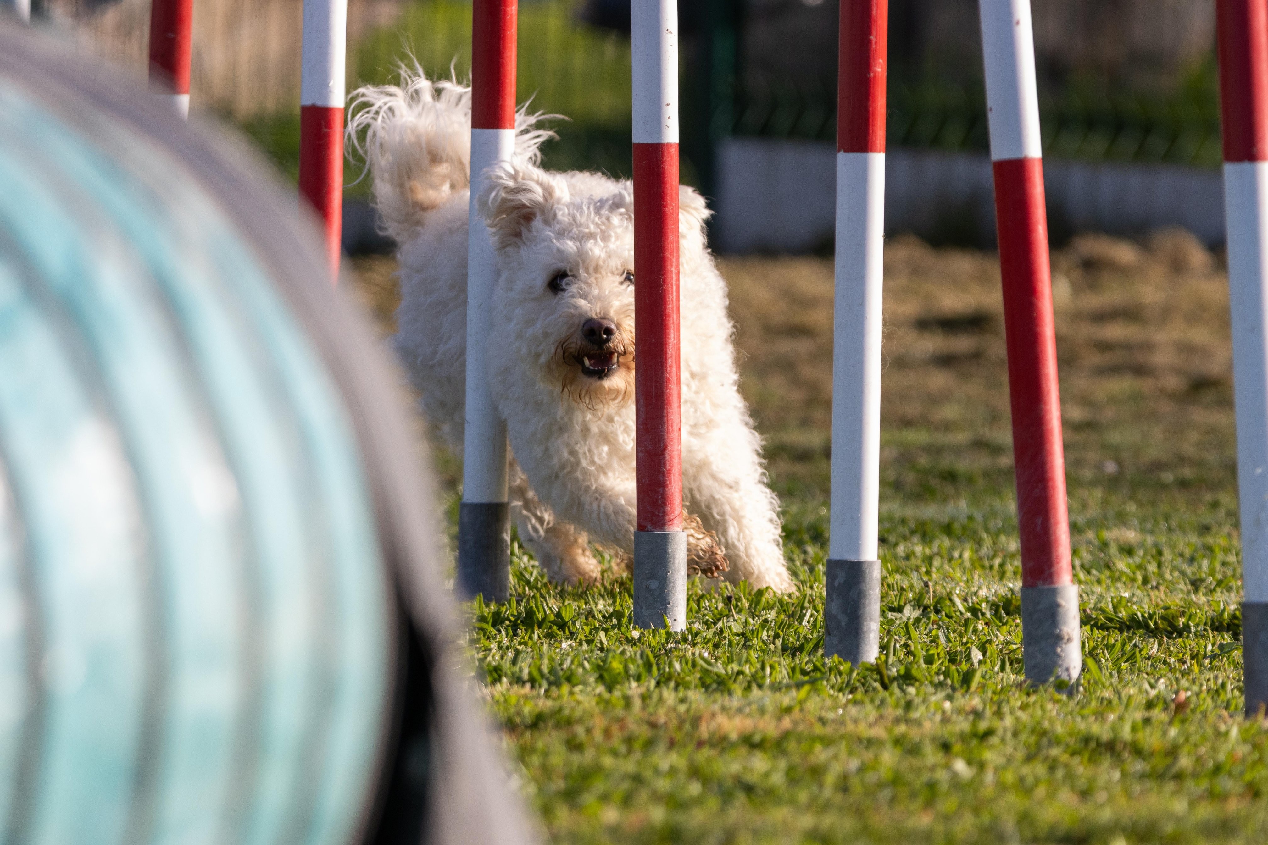 Agility grade 2 etoile 0064