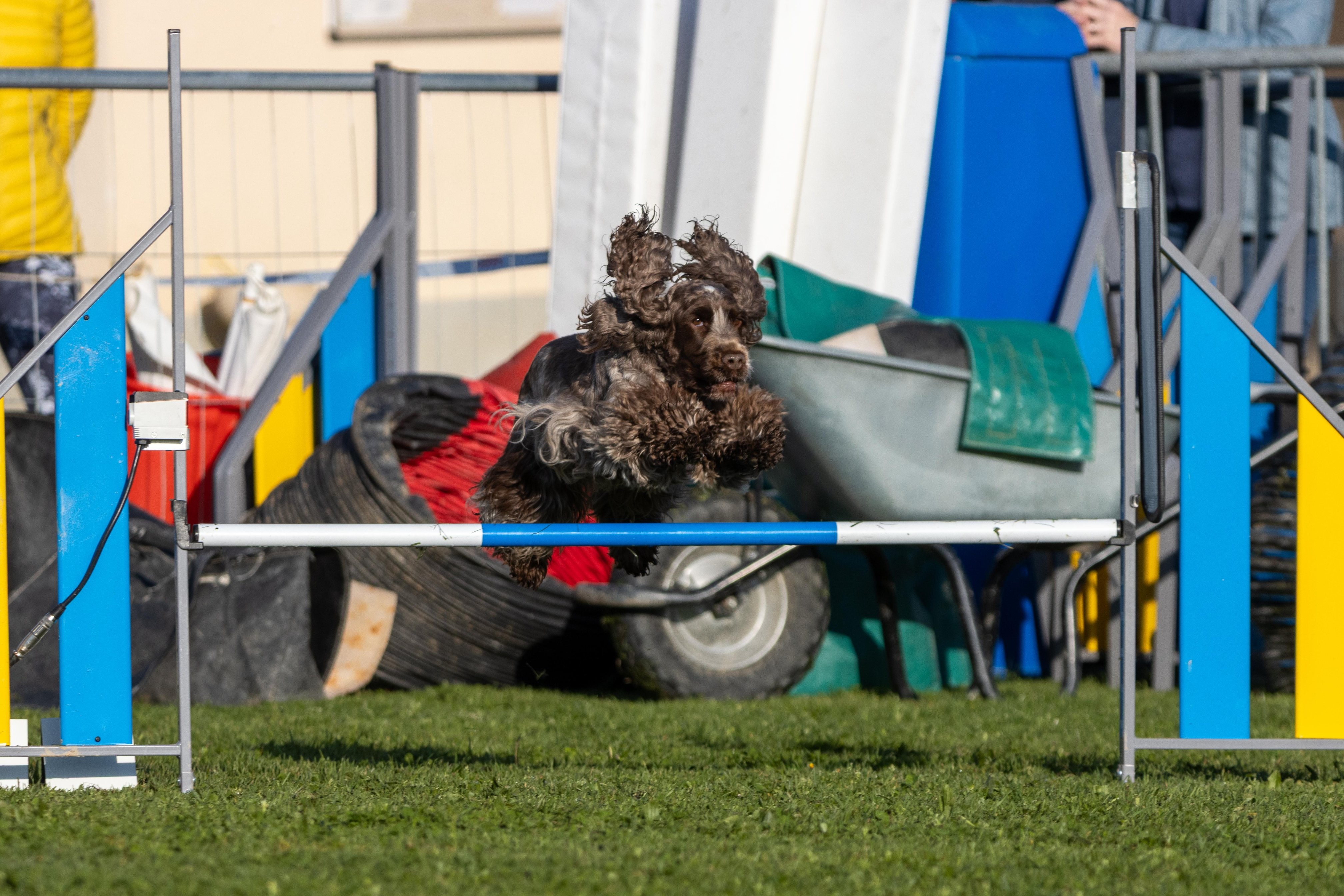 Agility grade 2 etoile 0065