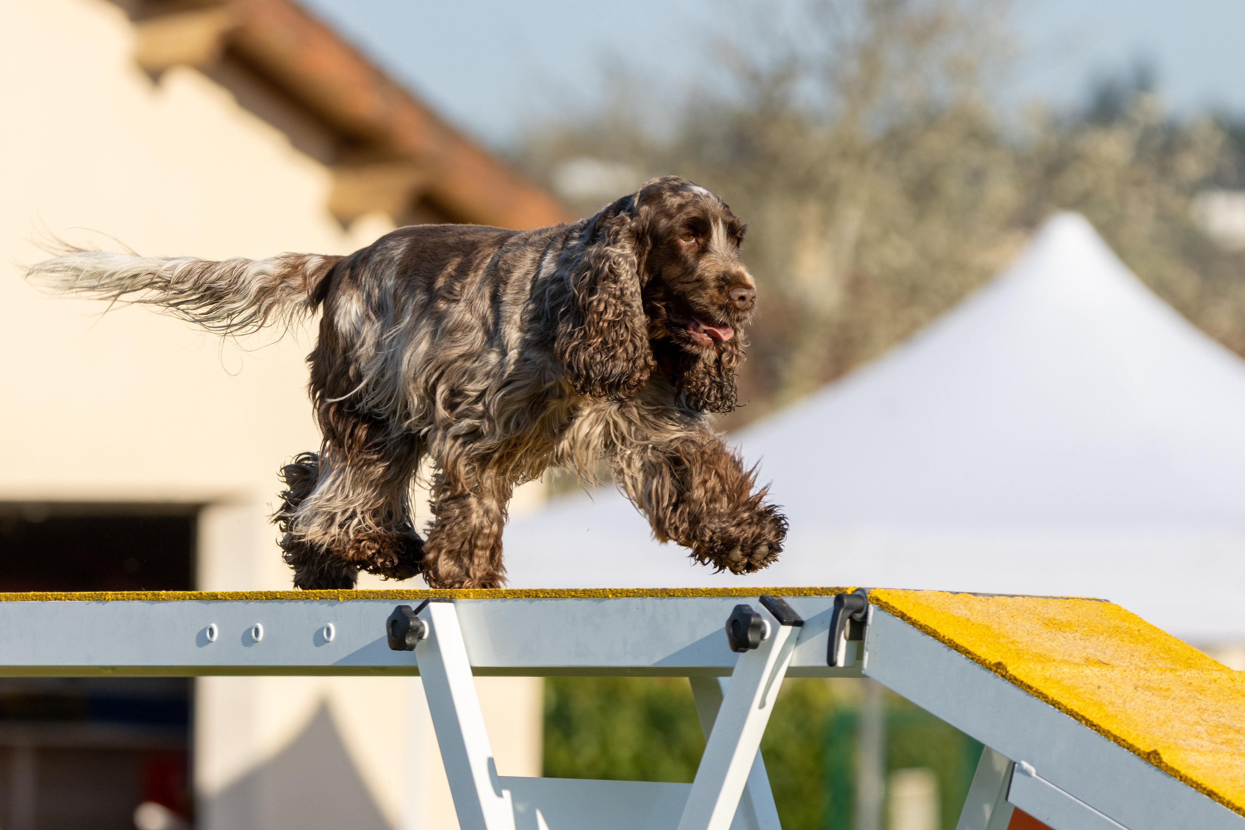 Agility grade 2 etoile 0066