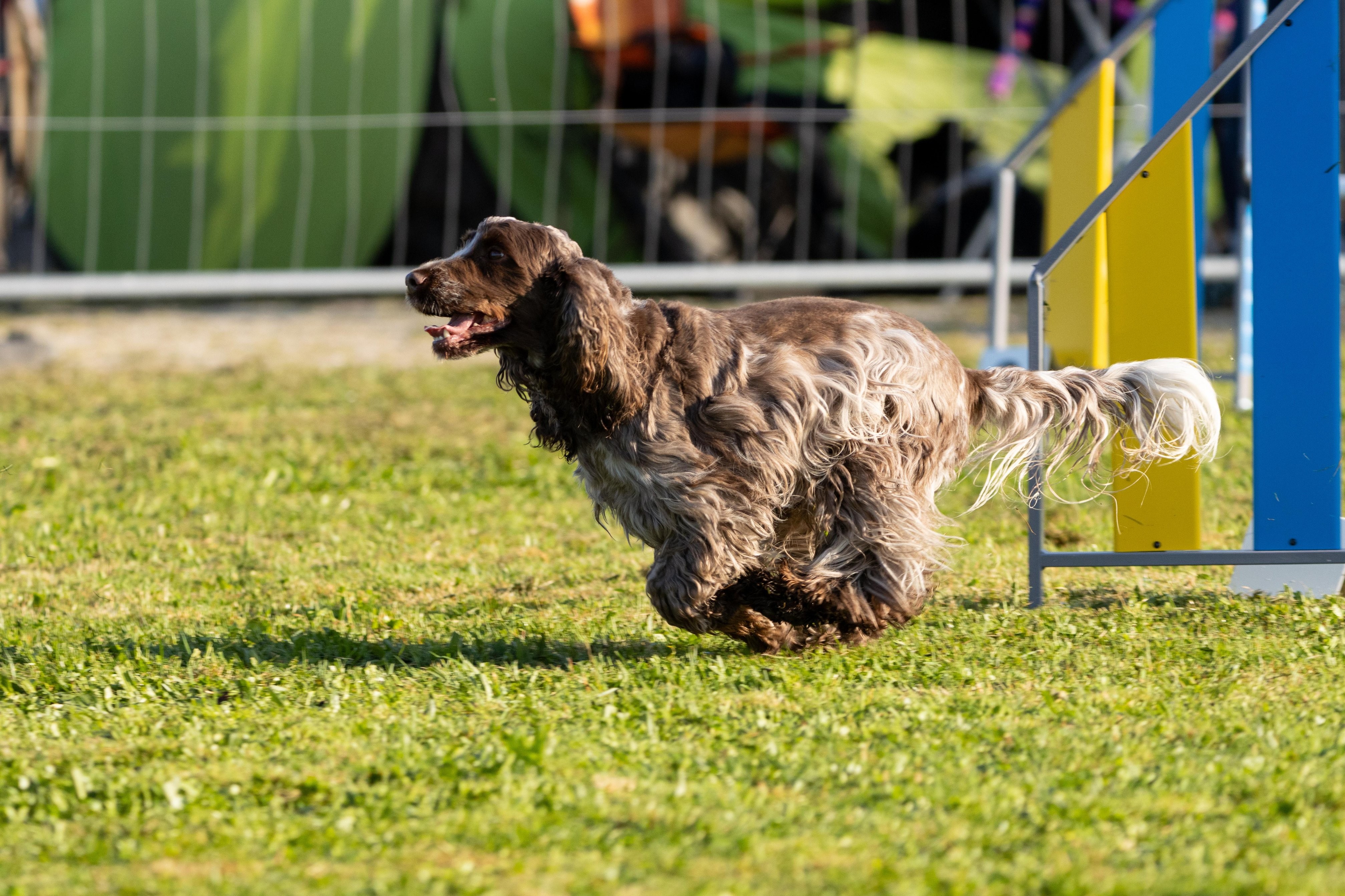 Agility grade 2 etoile 0067