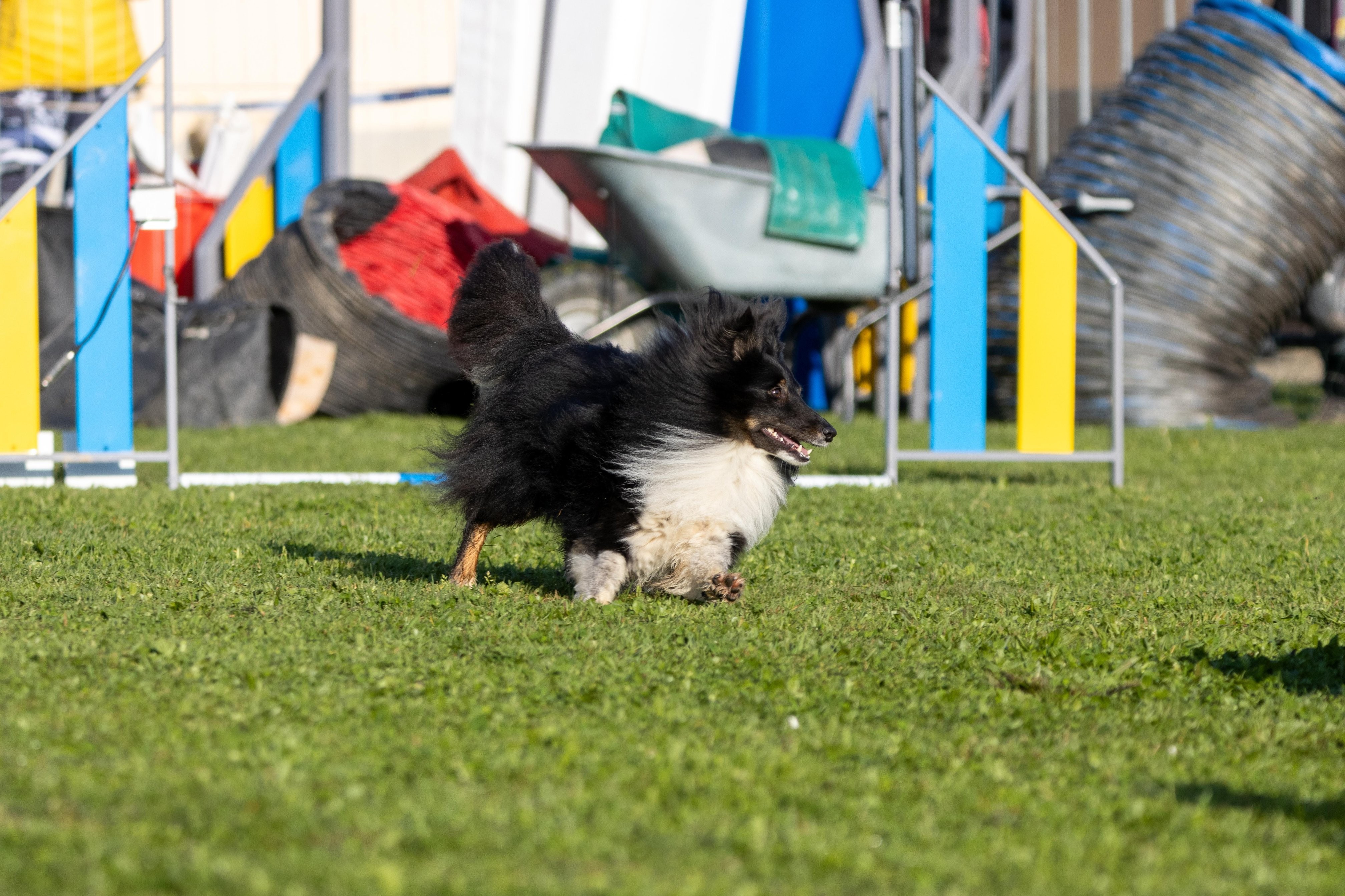 Agility grade 2 etoile 0070