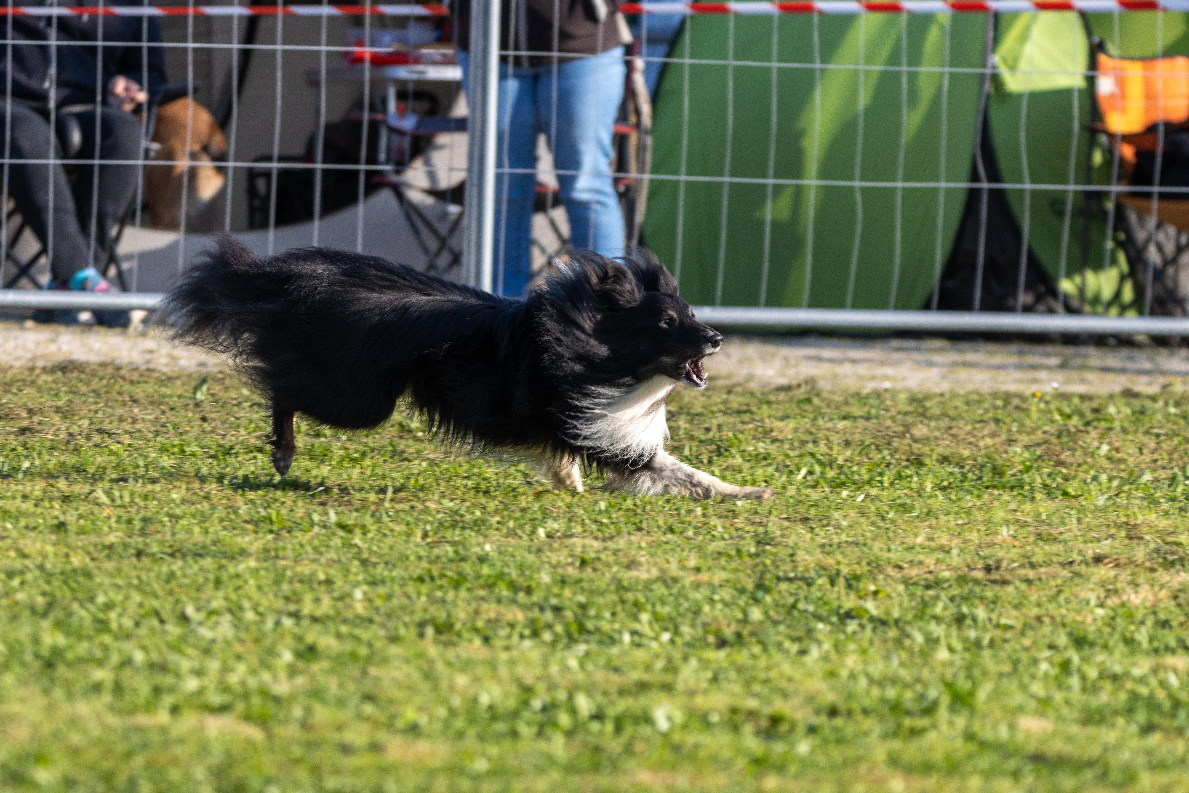 Agility grade 2 etoile 0071