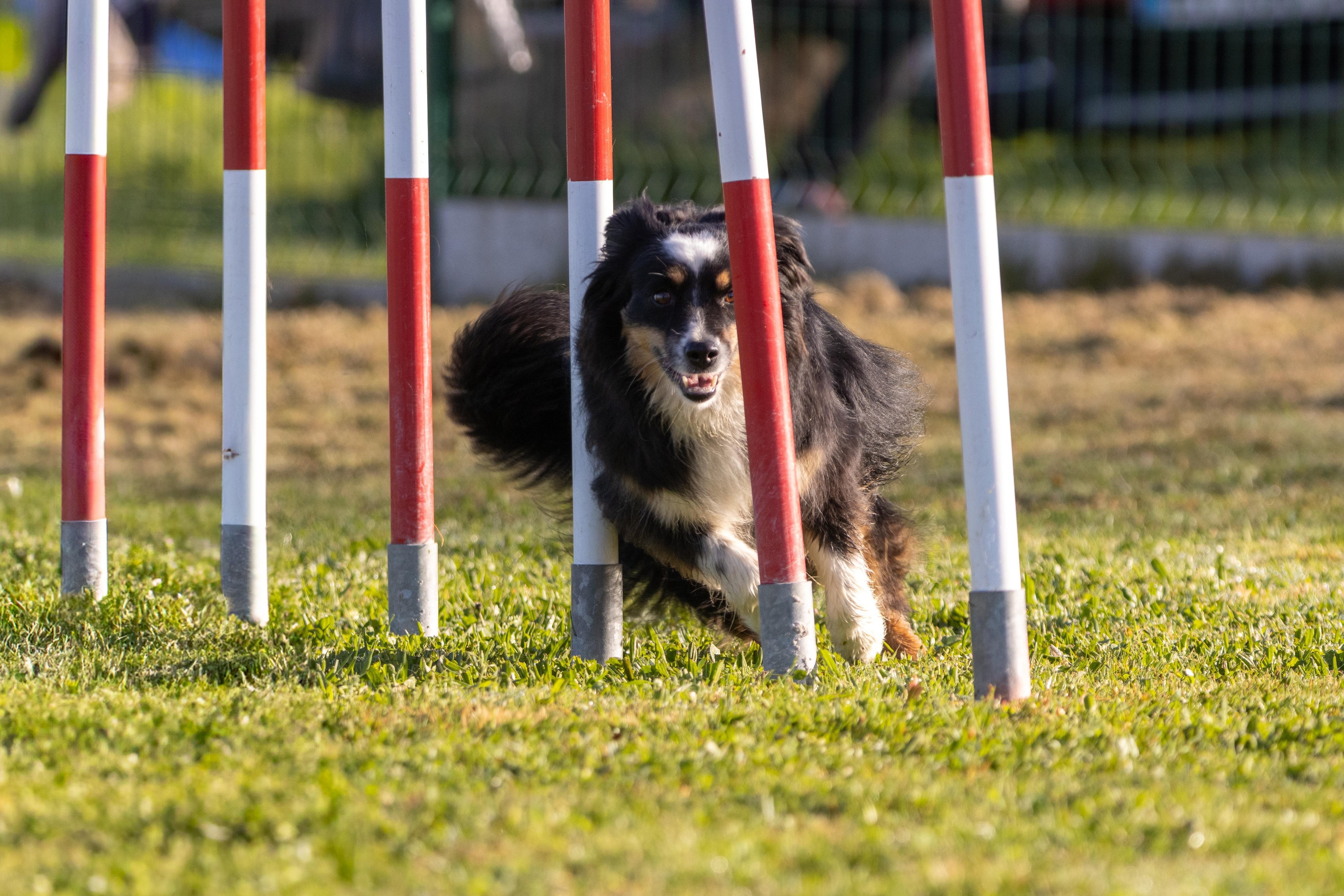 Agility grade 2 etoile 0073