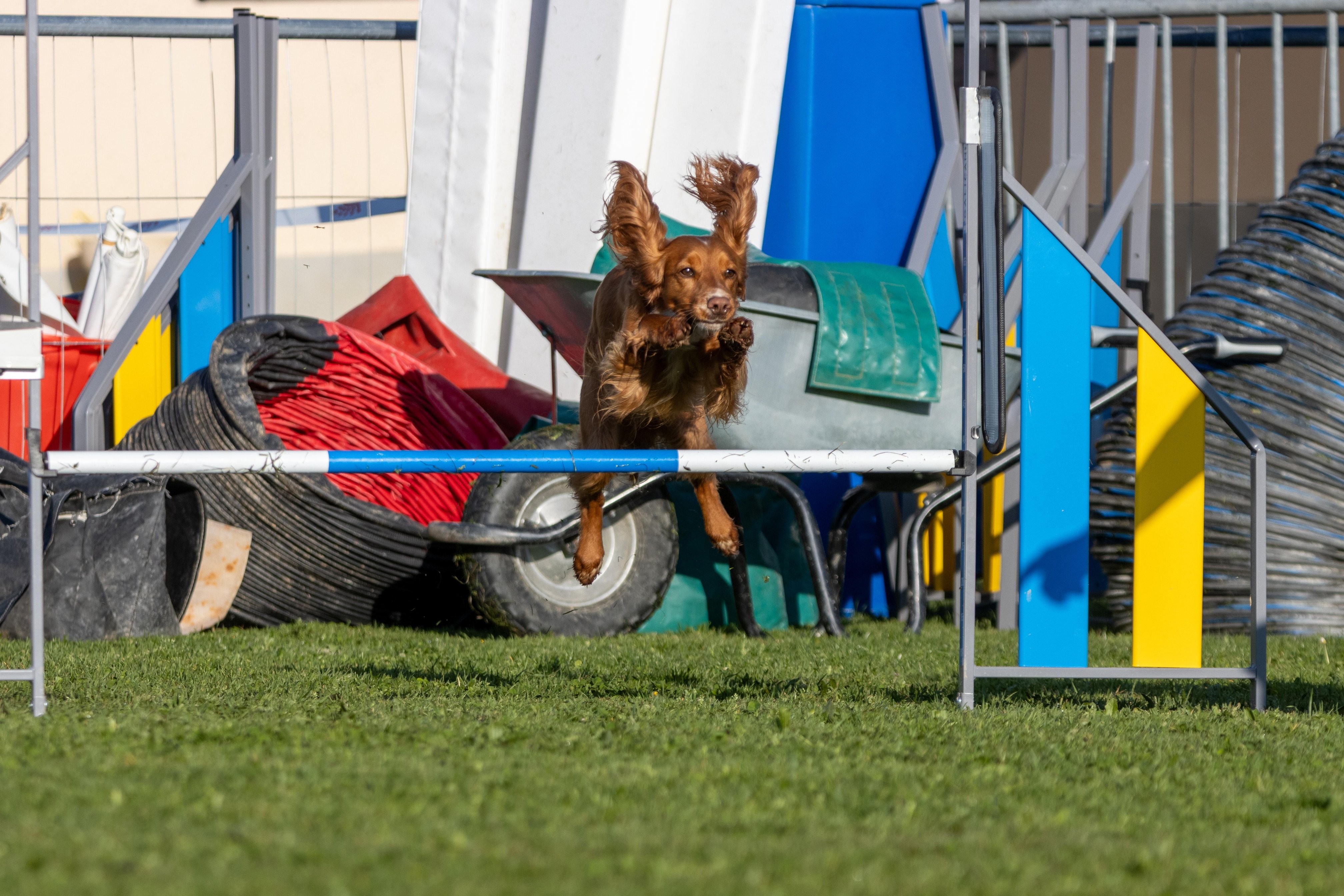 Agility grade 2 etoile 0074