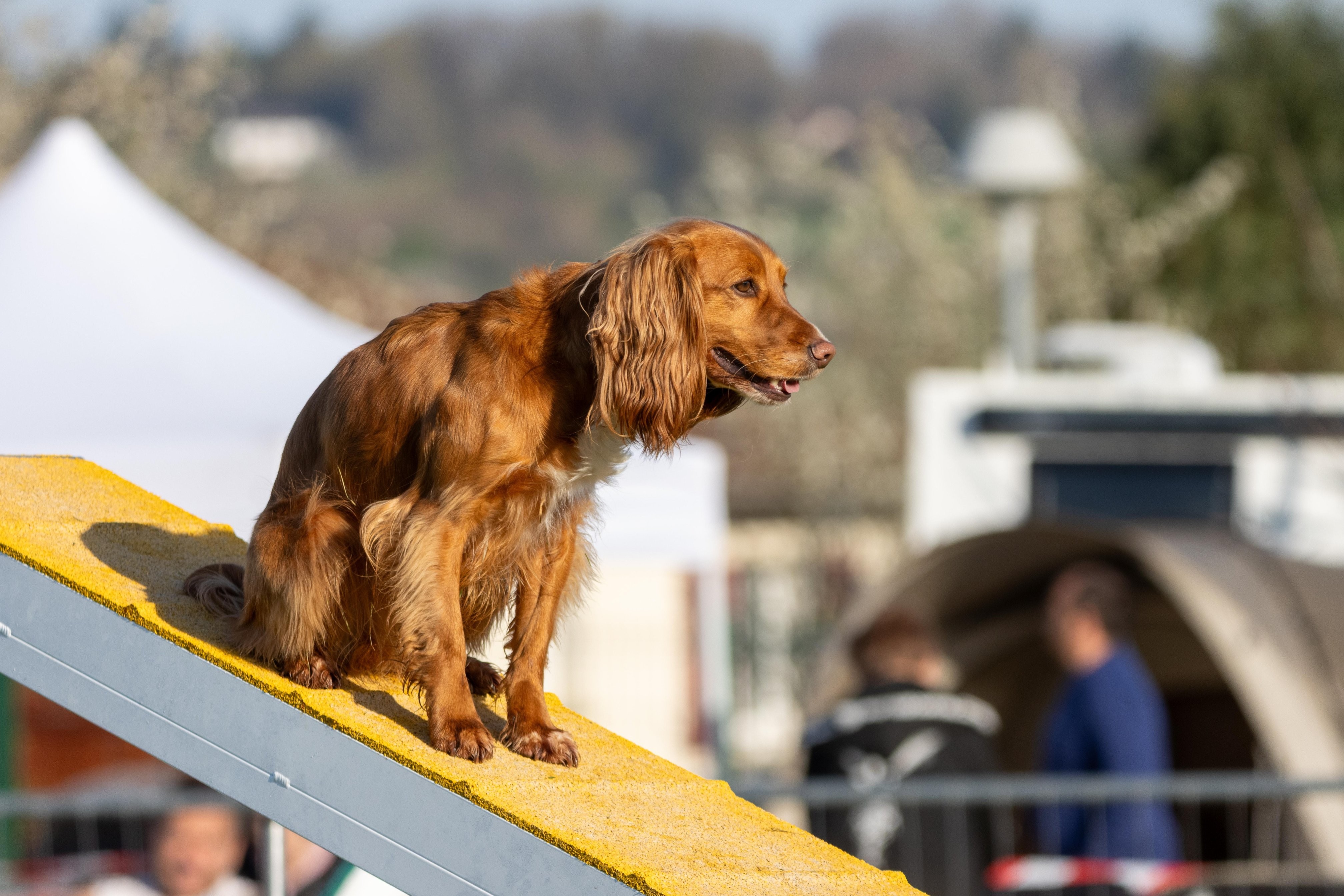 Agility grade 2 etoile 0075