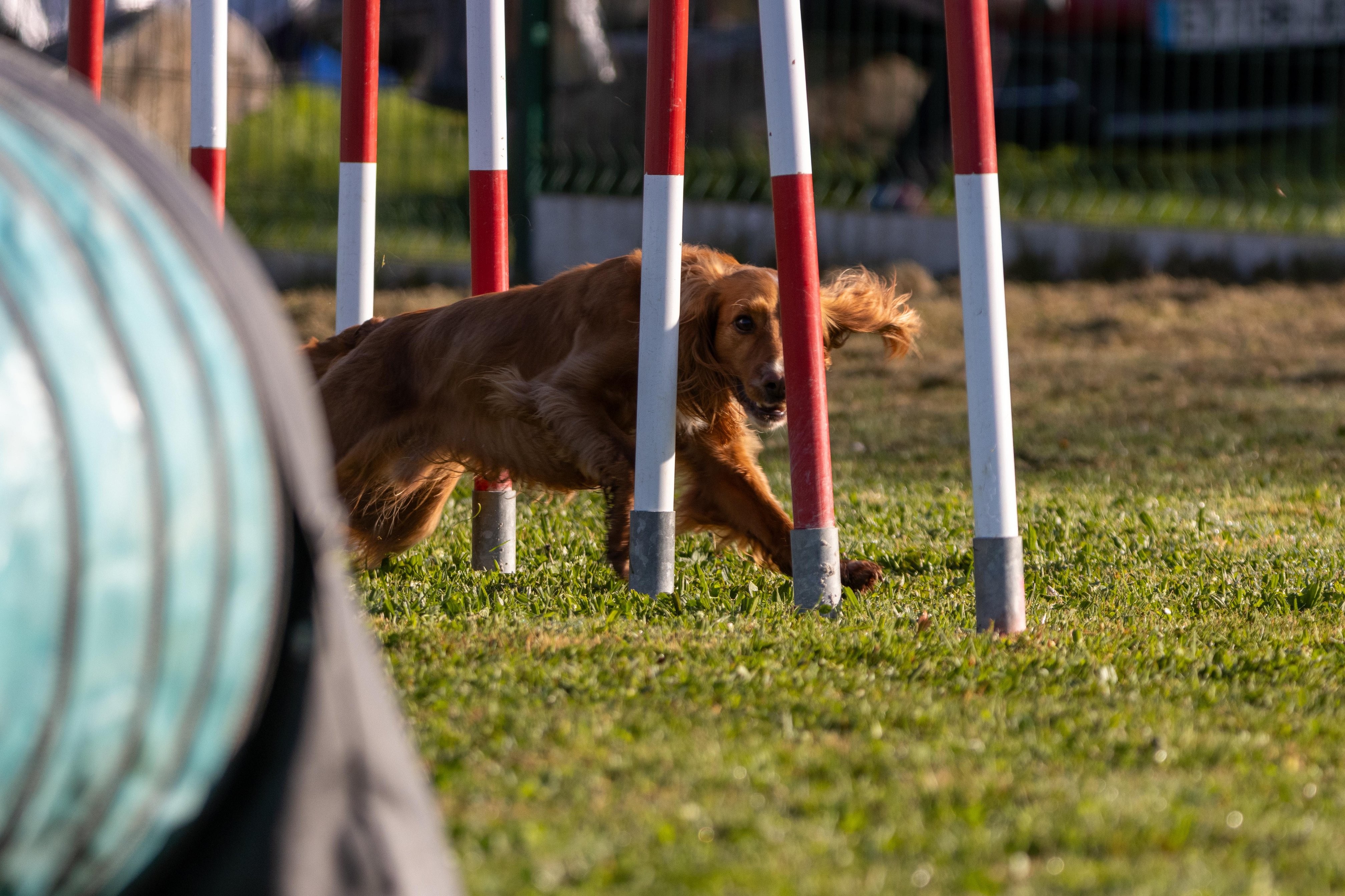 Agility grade 2 etoile 0076
