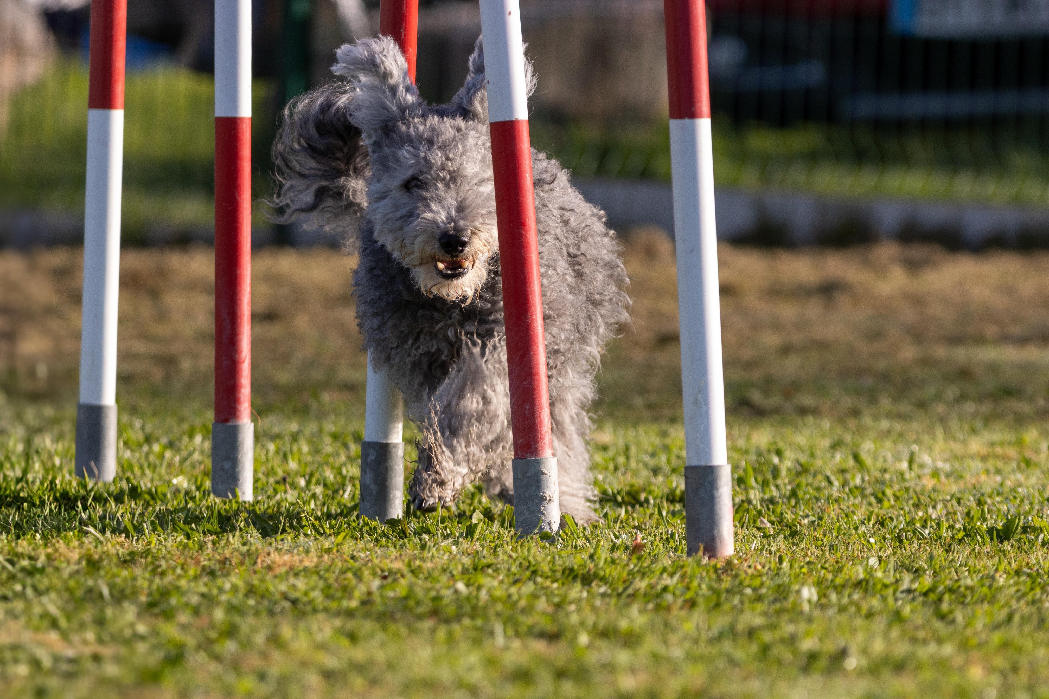 Agility grade 2 etoile 0079