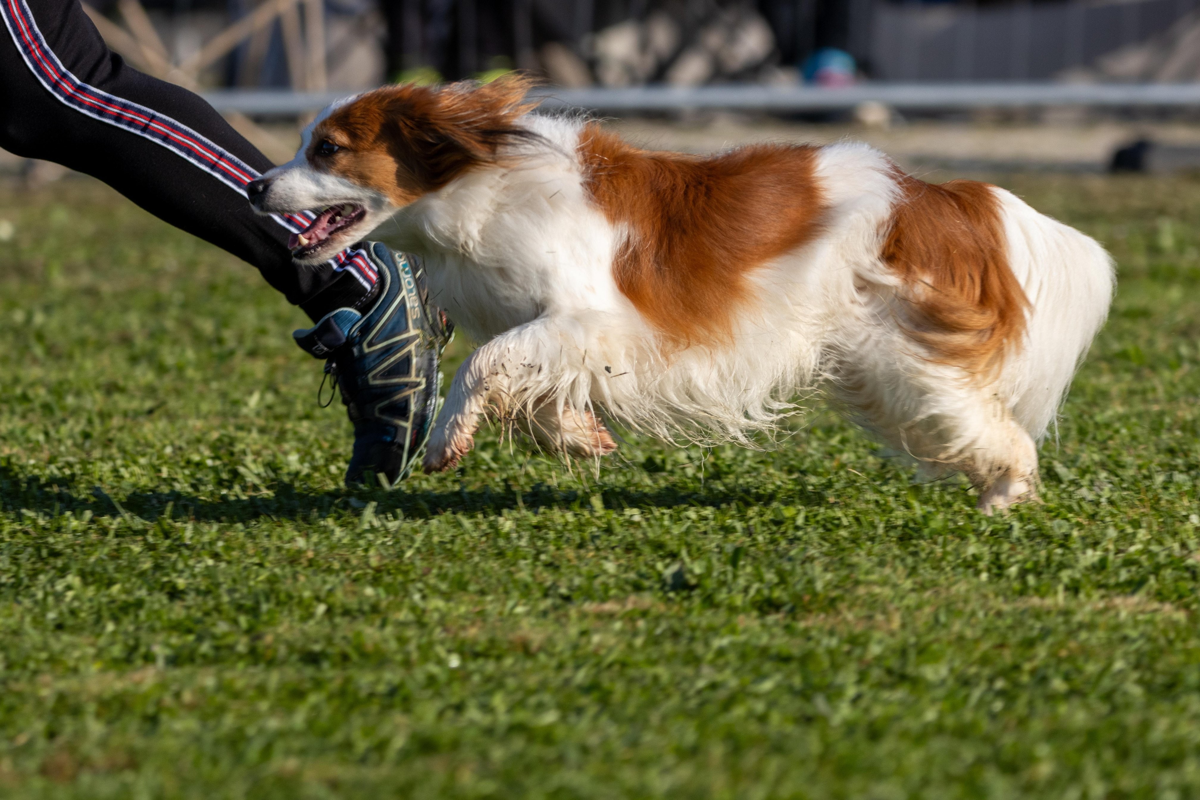 Agility grade 2 etoile 0080