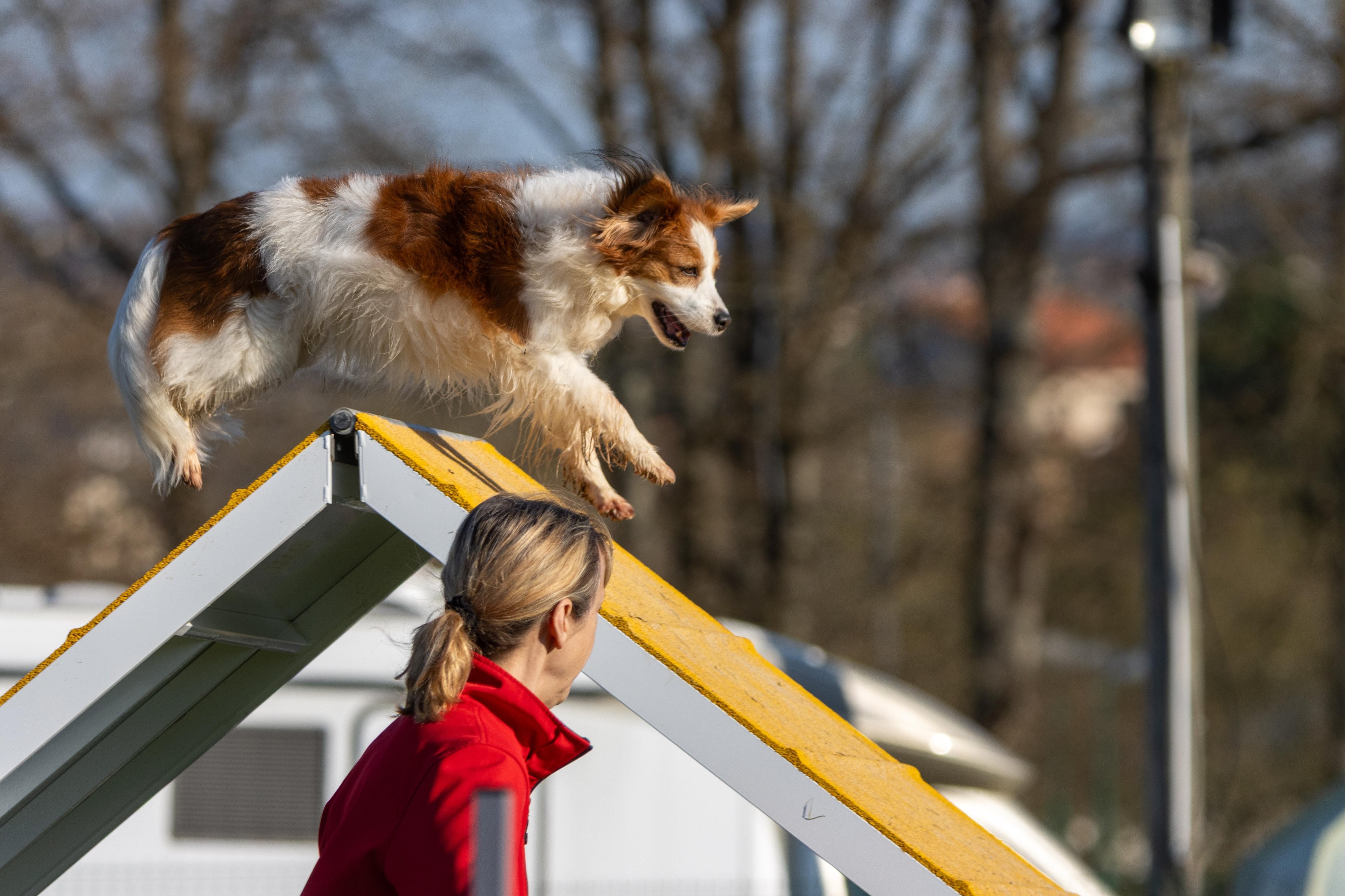 Agility grade 2 etoile 0081