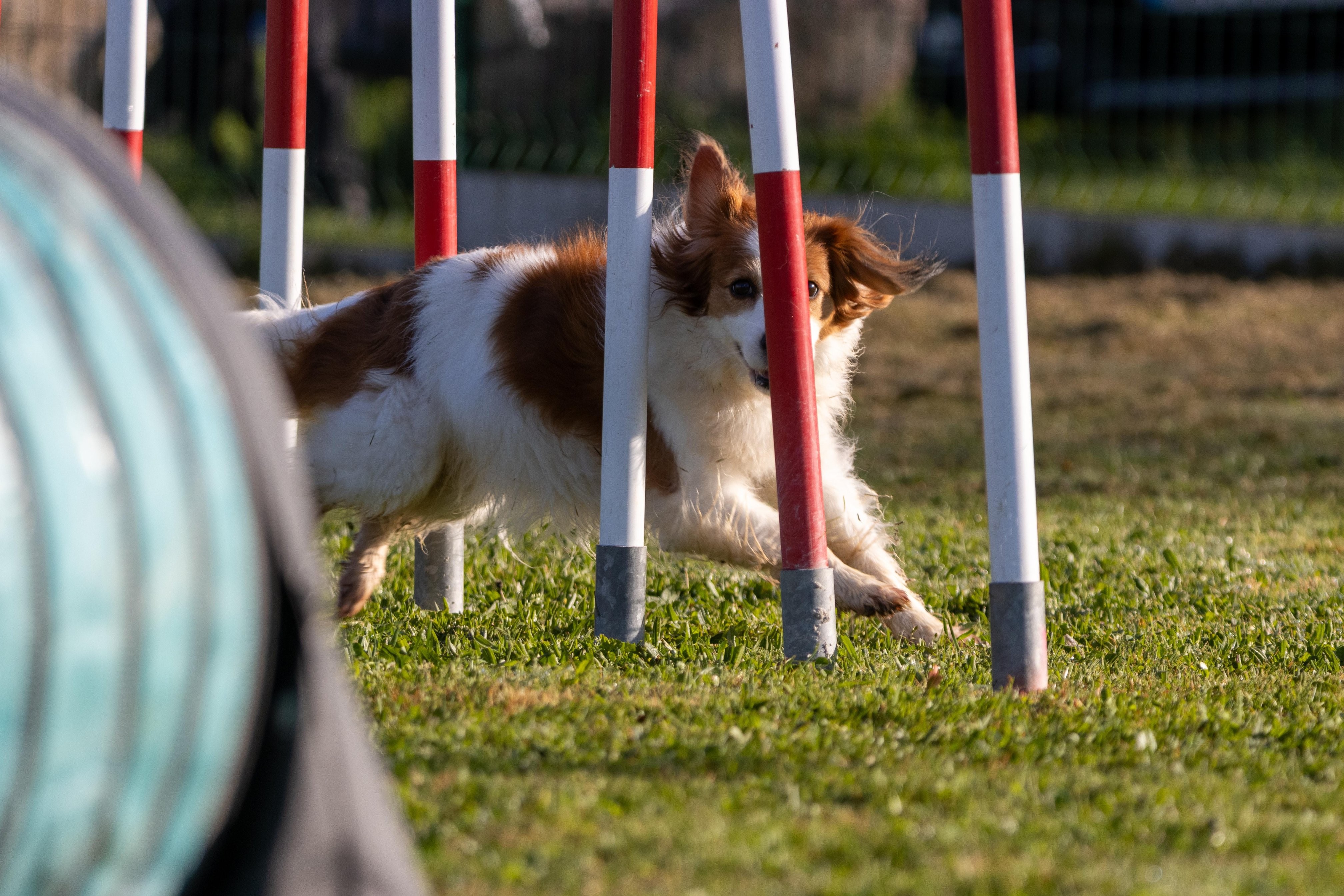 Agility grade 2 etoile 0082