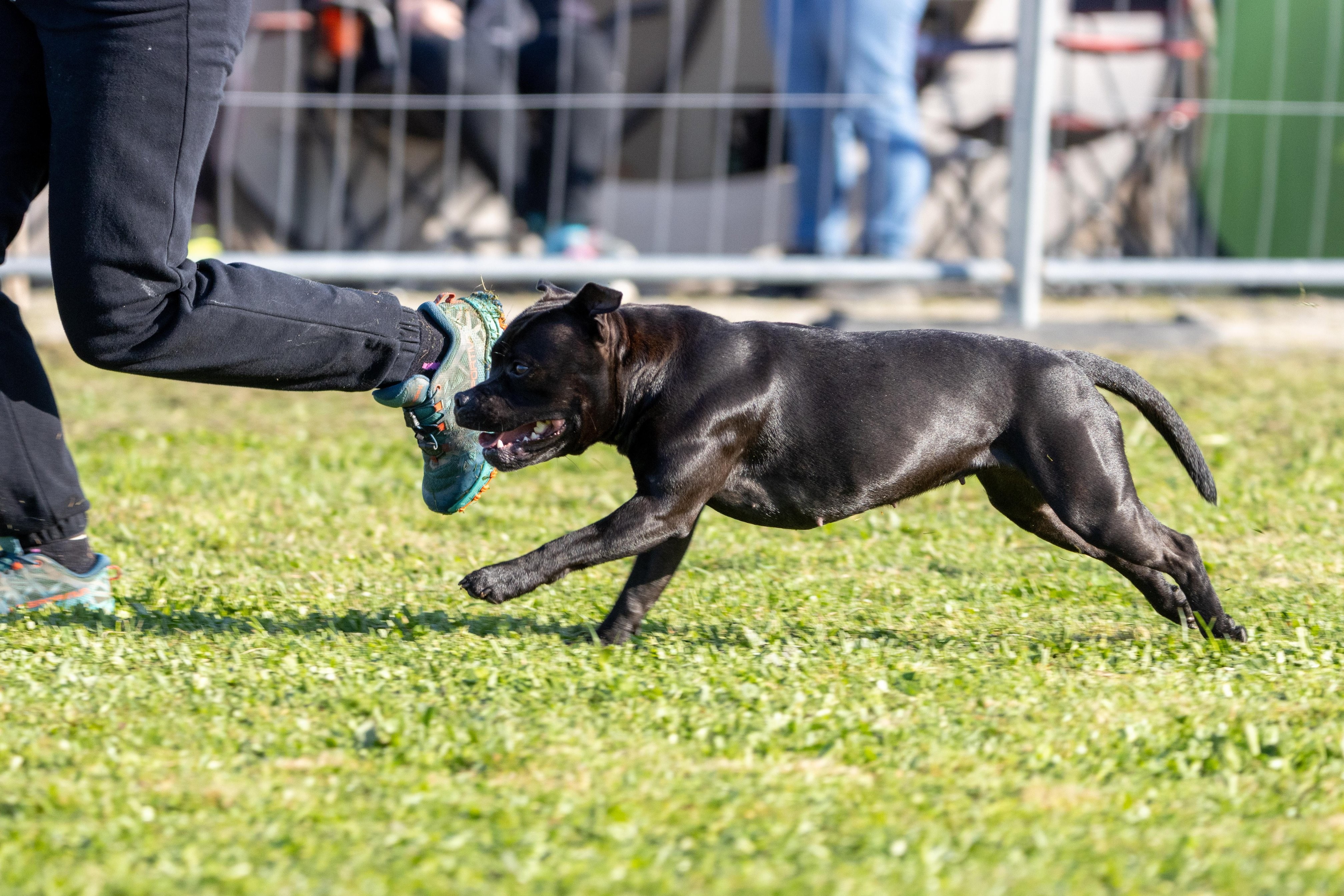 Agility grade 2 etoile 0084