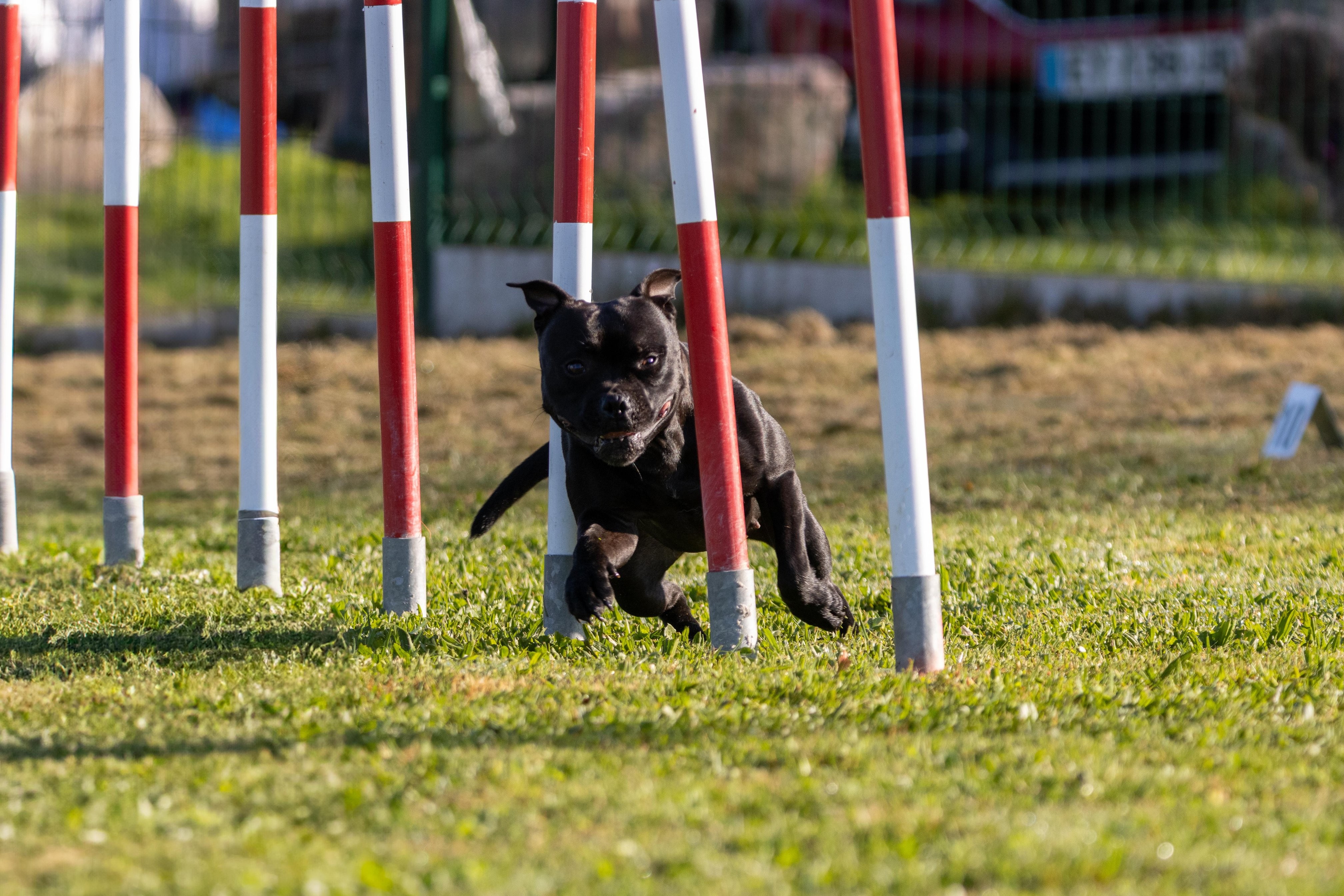 Agility grade 2 etoile 0085