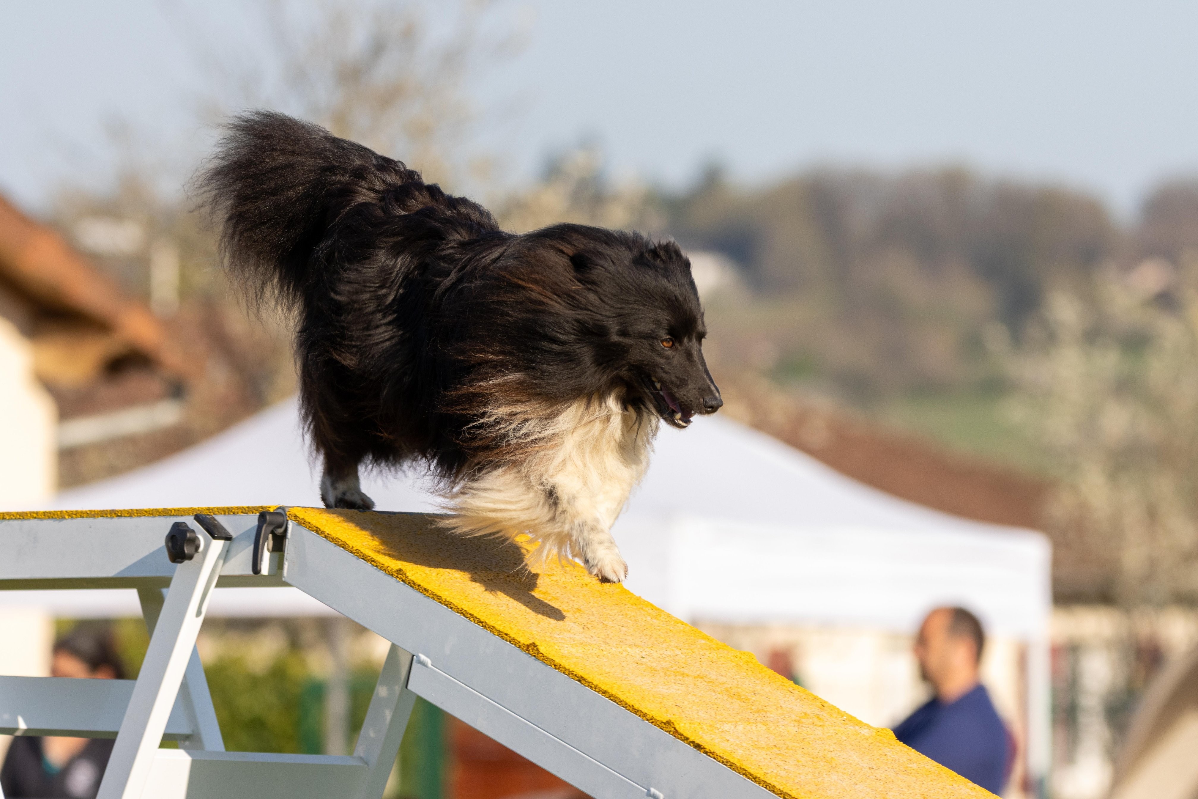 Agility grade 2 etoile 0087