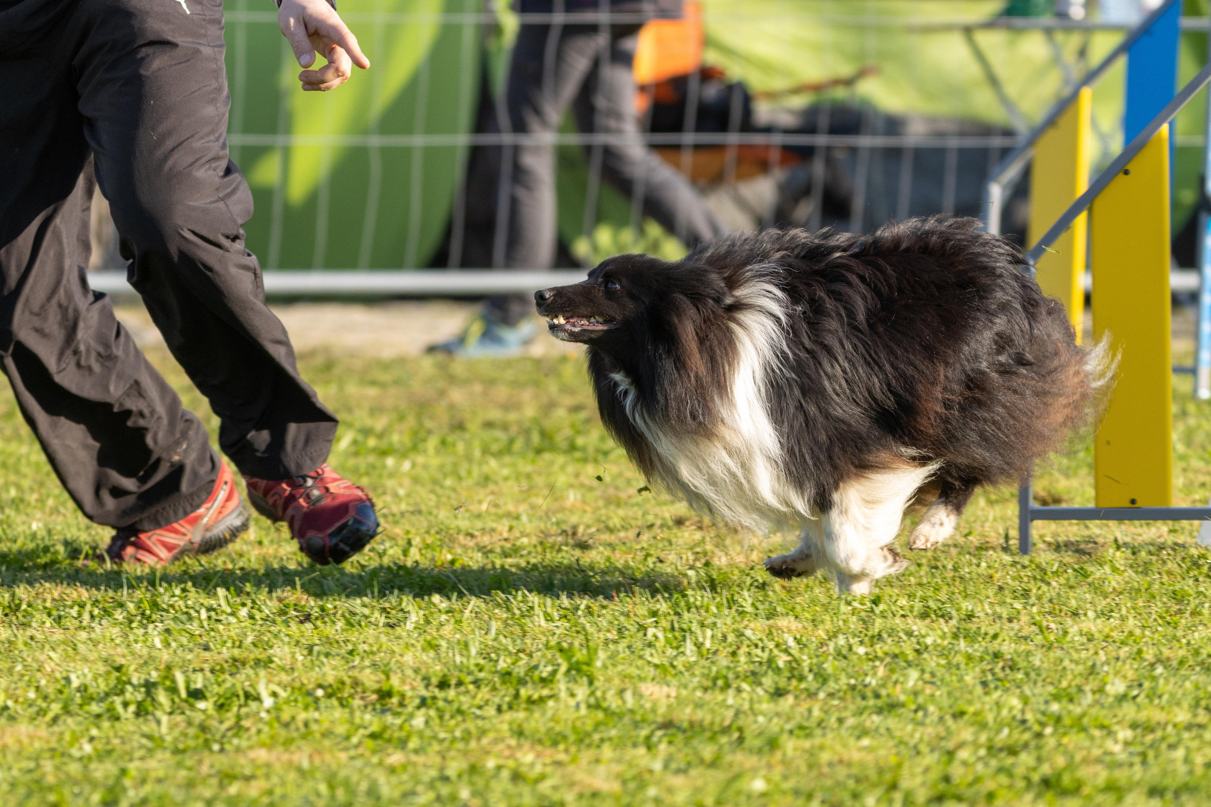 Agility grade 2 etoile 0088