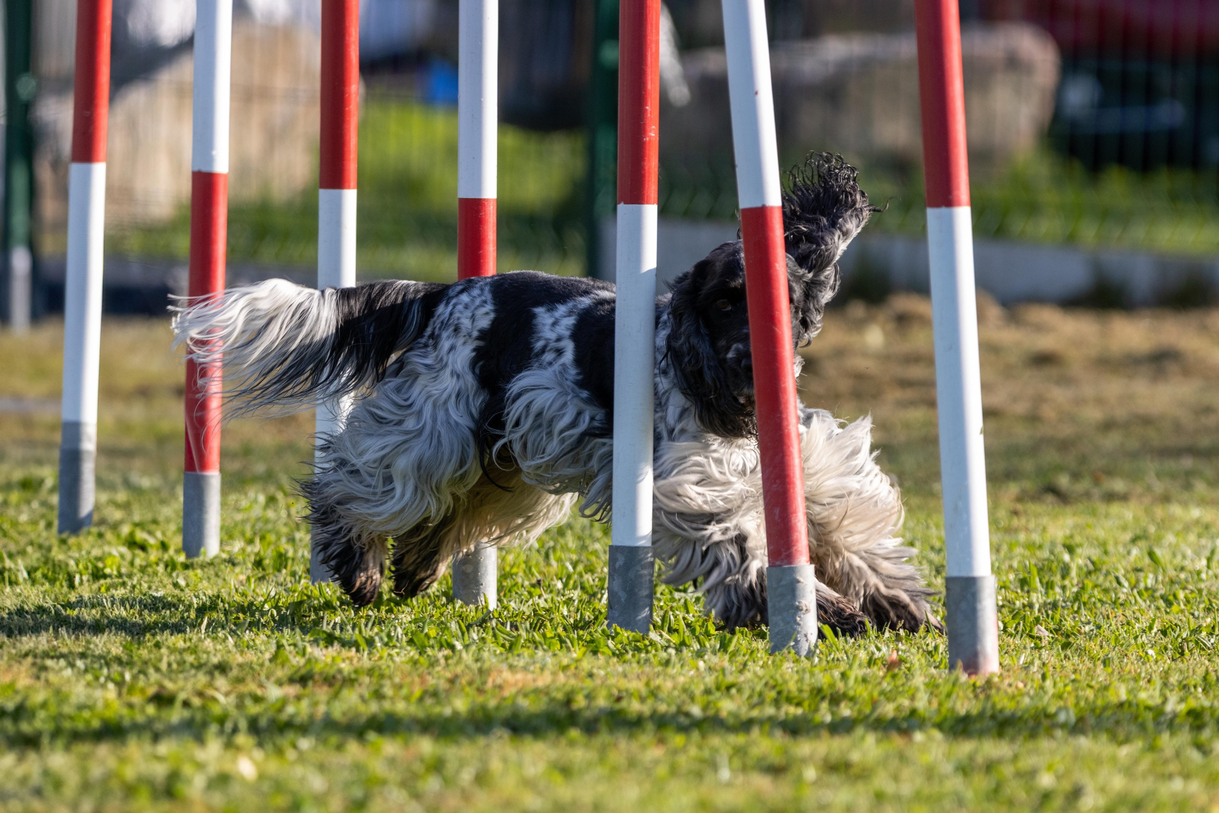 Agility grade 2 etoile 0092