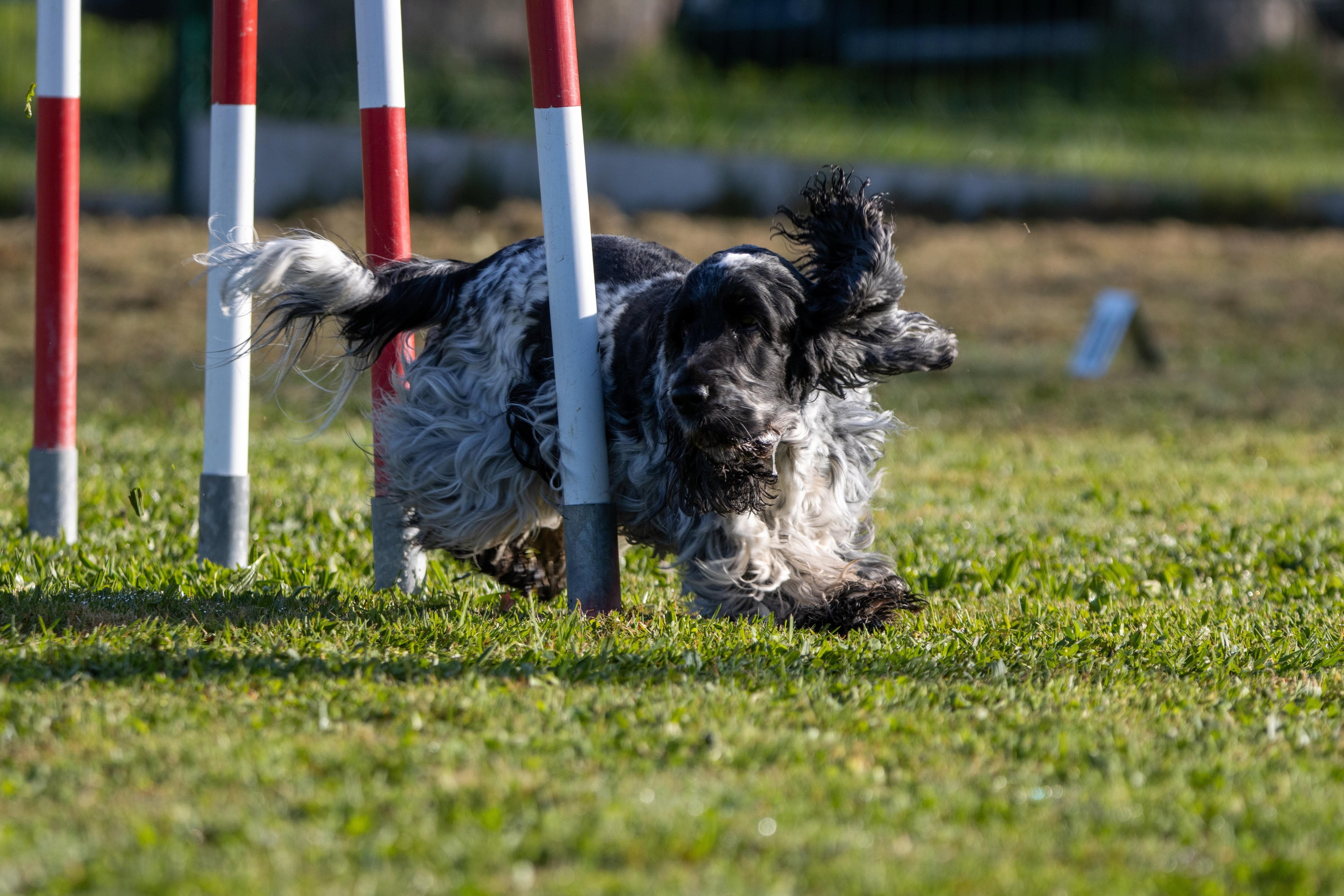 Agility grade 2 etoile 0093