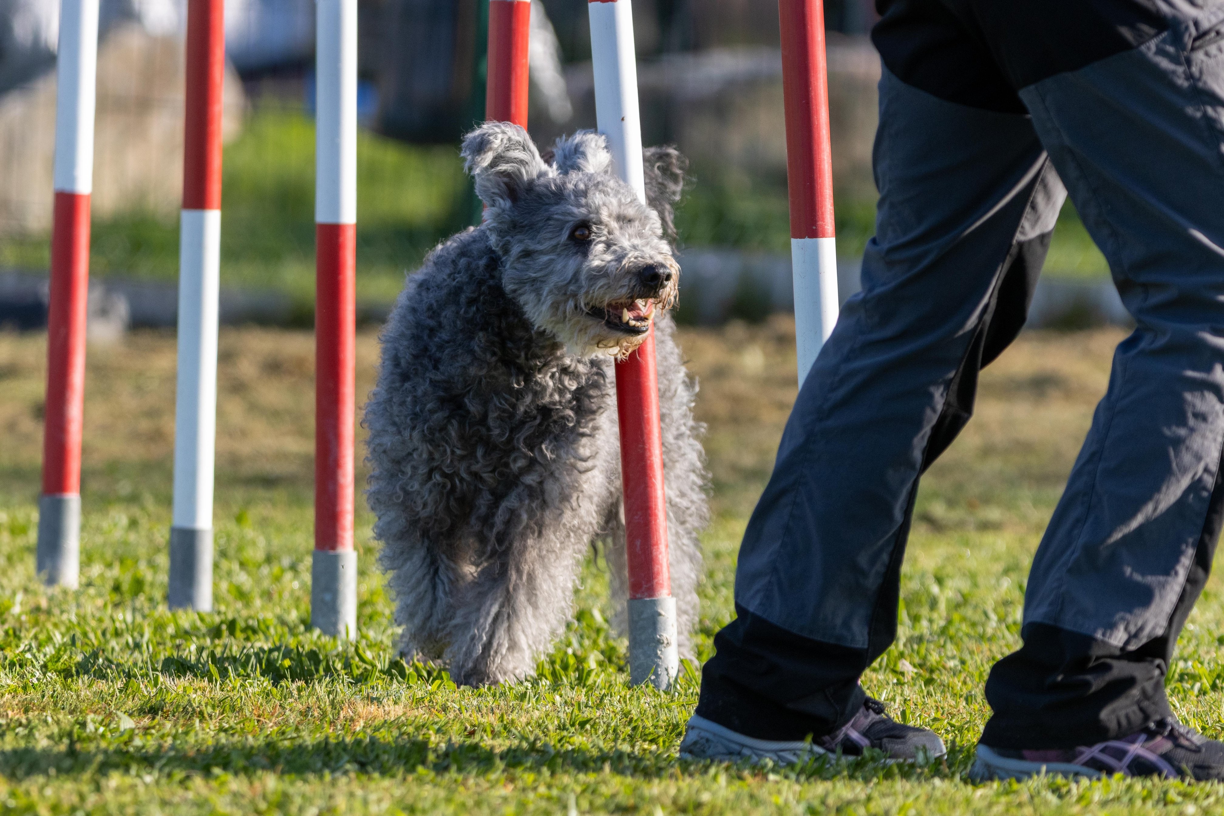 Agility grade 2 etoile 0096