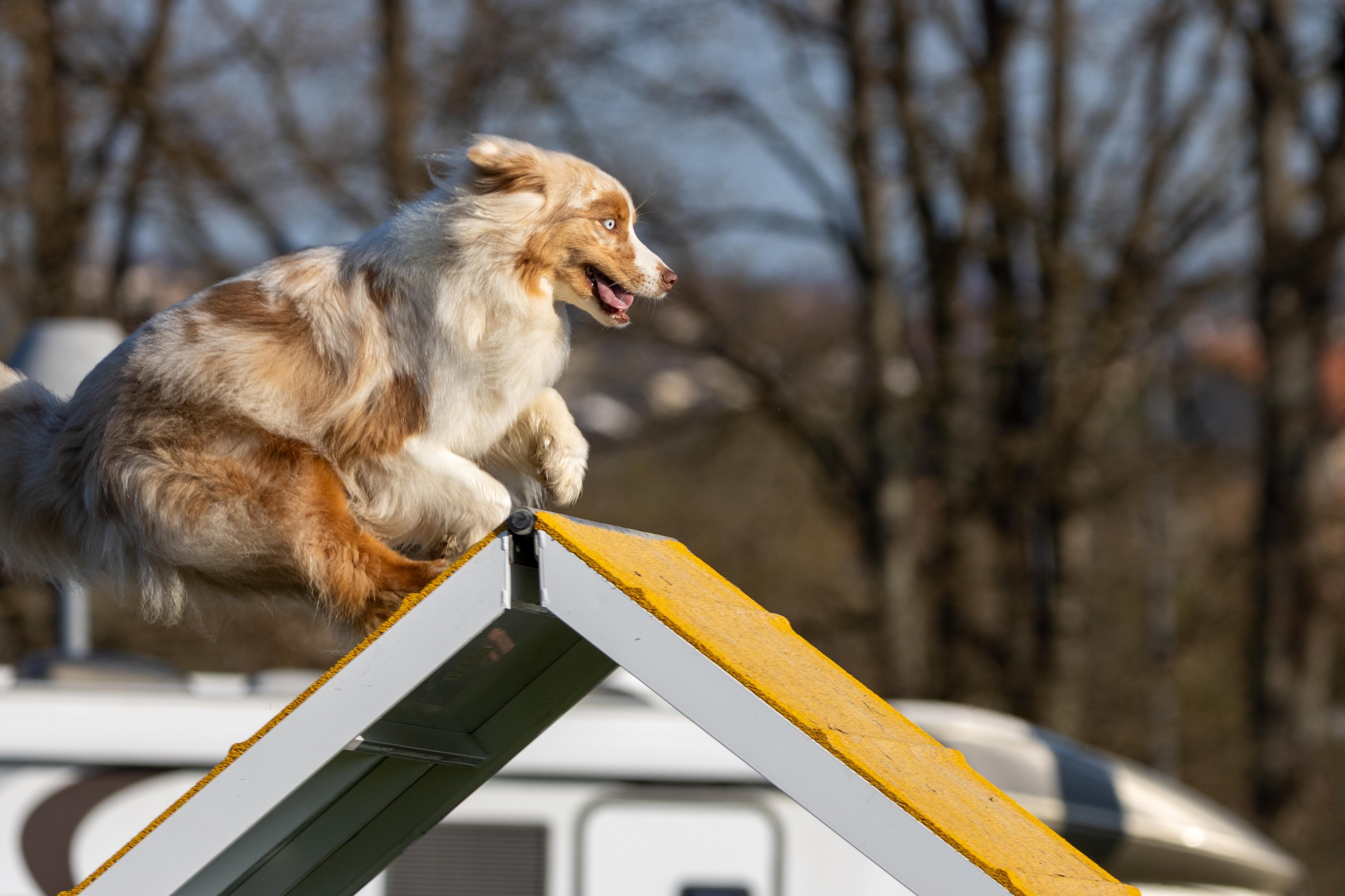 Agility grade 2 etoile 0098
