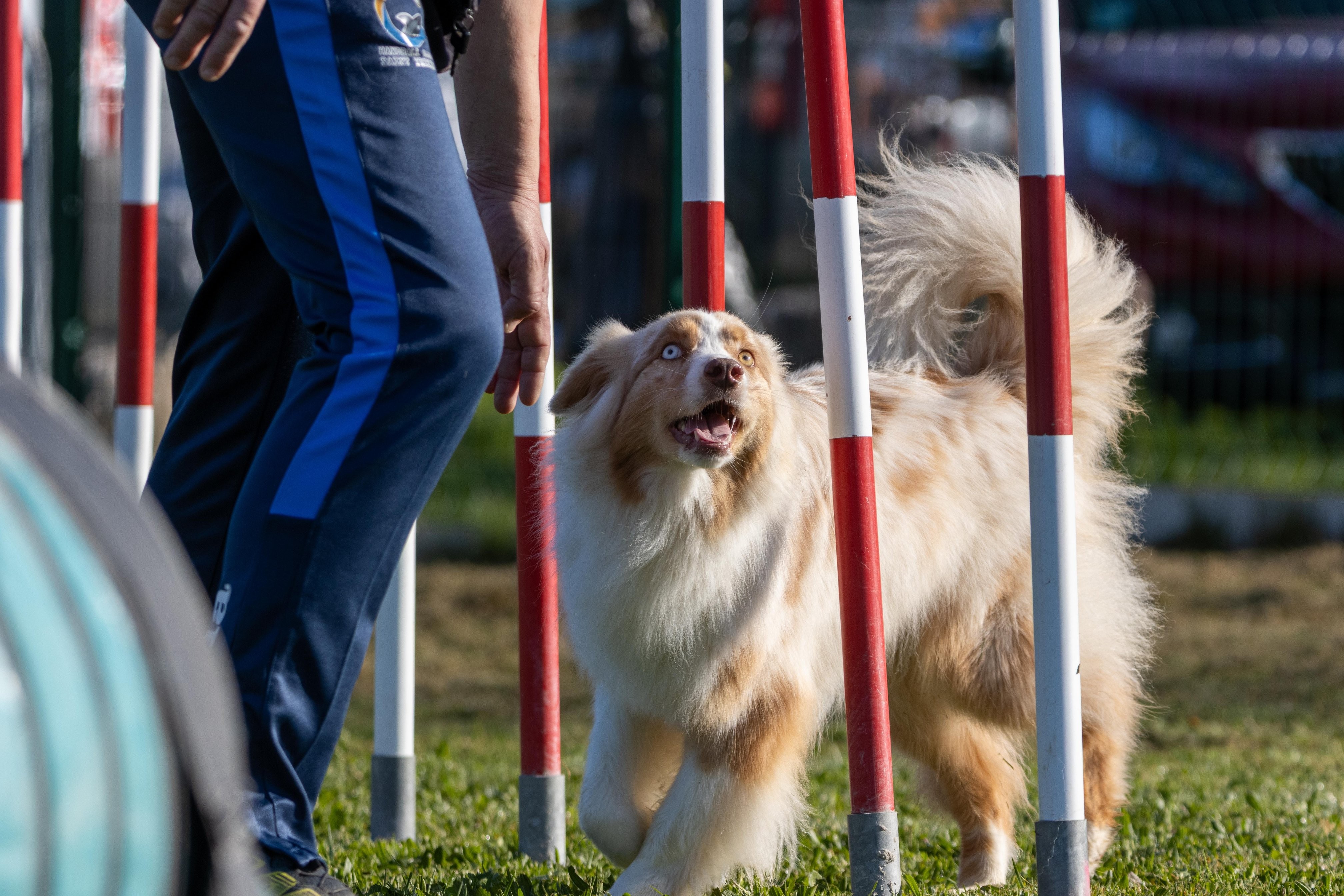 Agility grade 2 etoile 0099