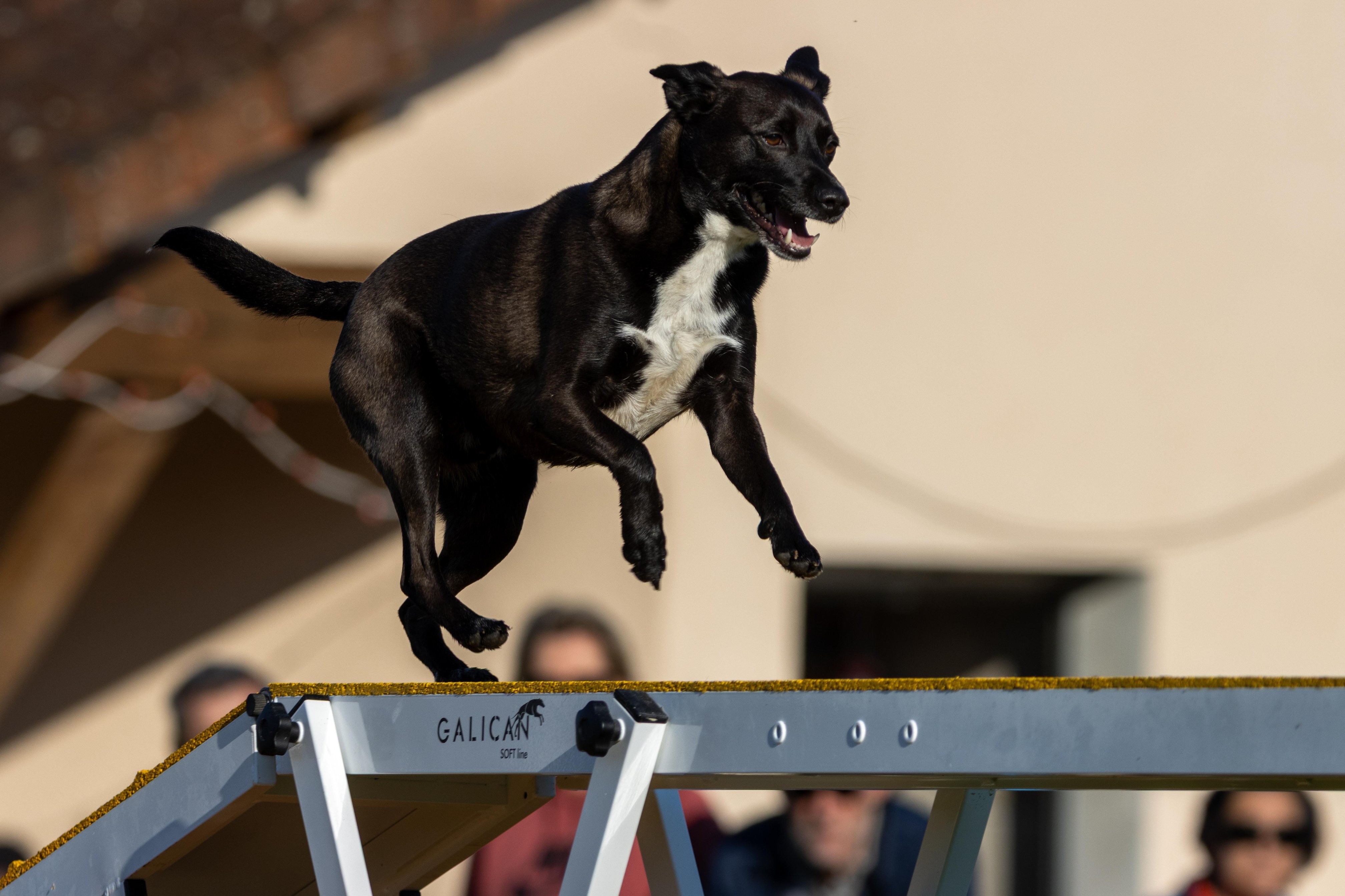 Agility grade 2 etoile 0100