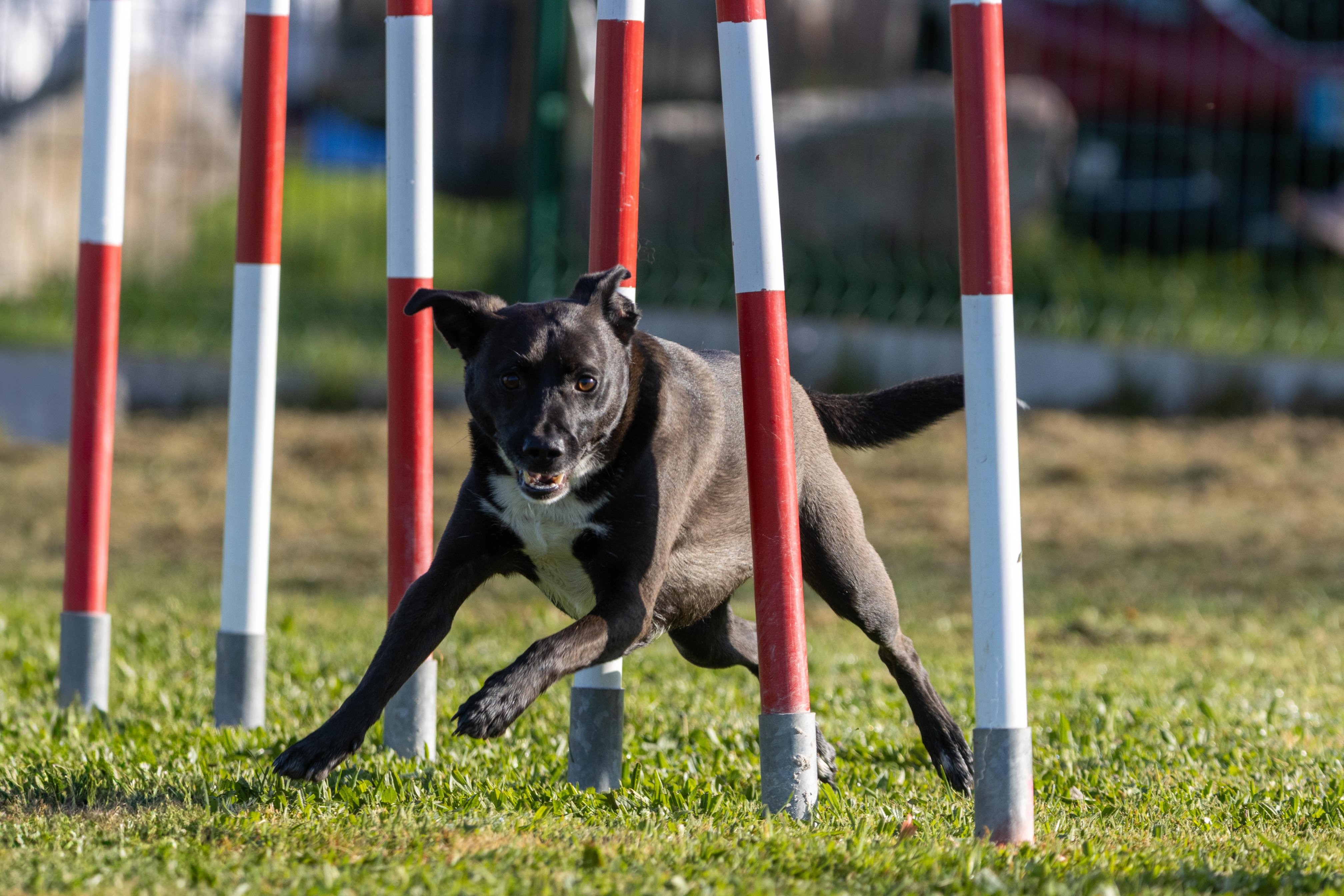 Agility grade 2 etoile 0101