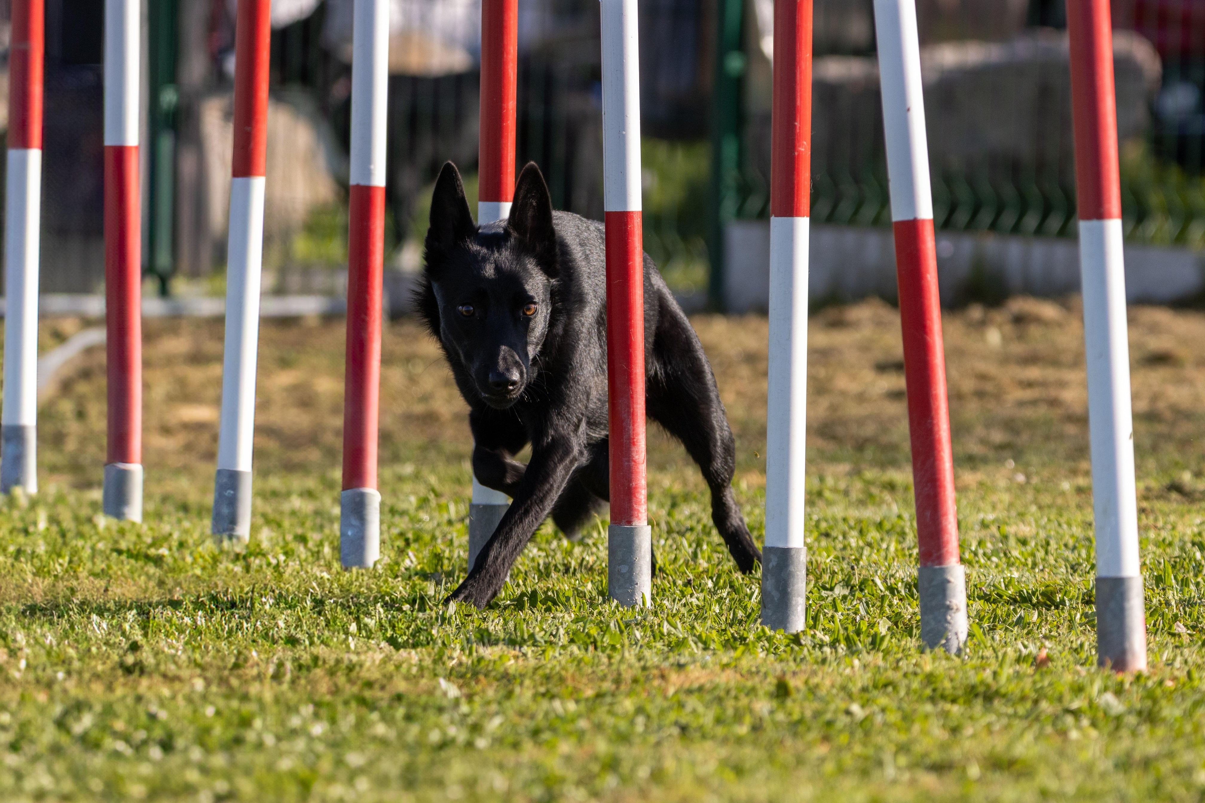 Agility grade 2 etoile 0102