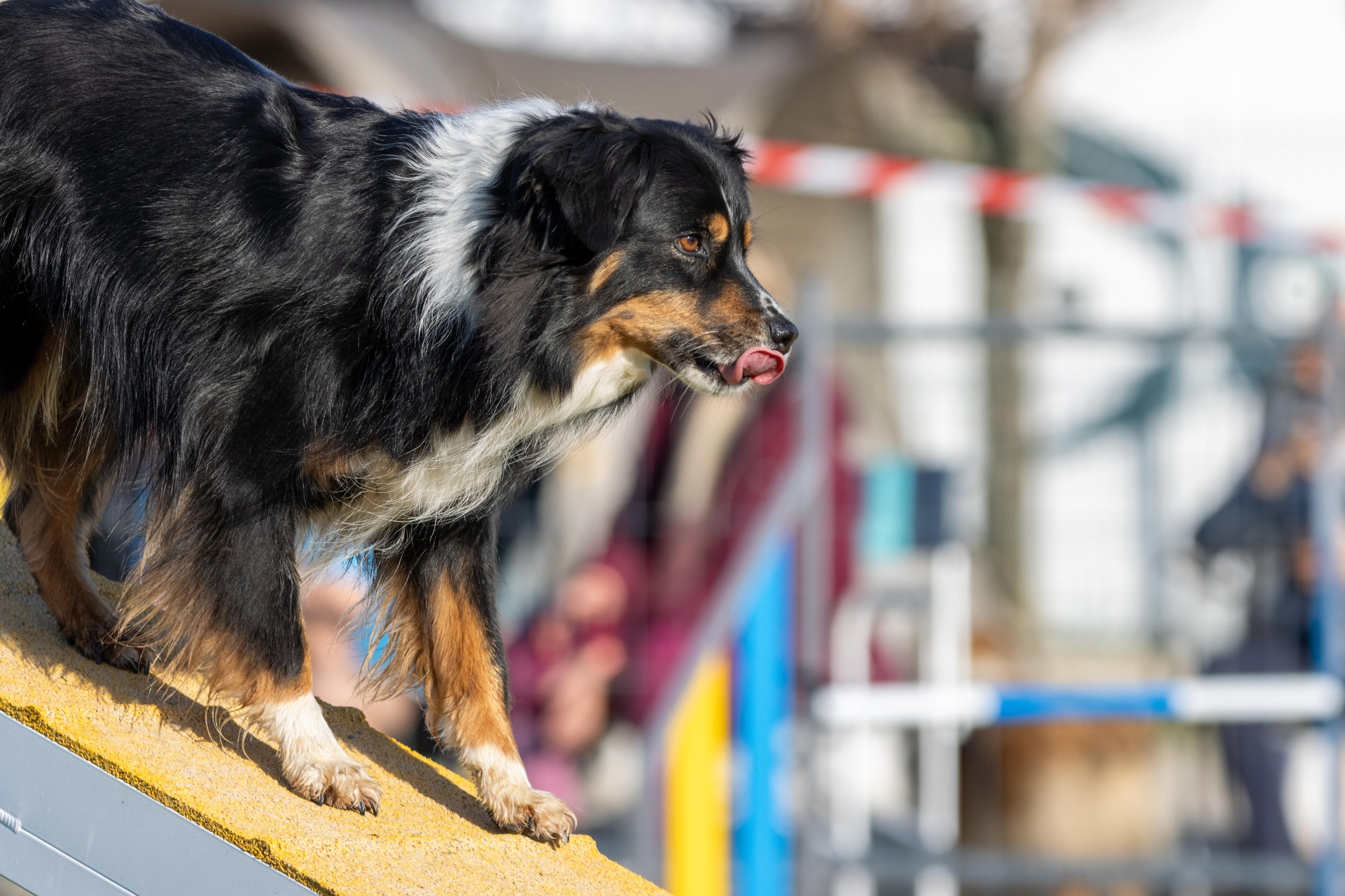 Agility grade 2 etoile 0105