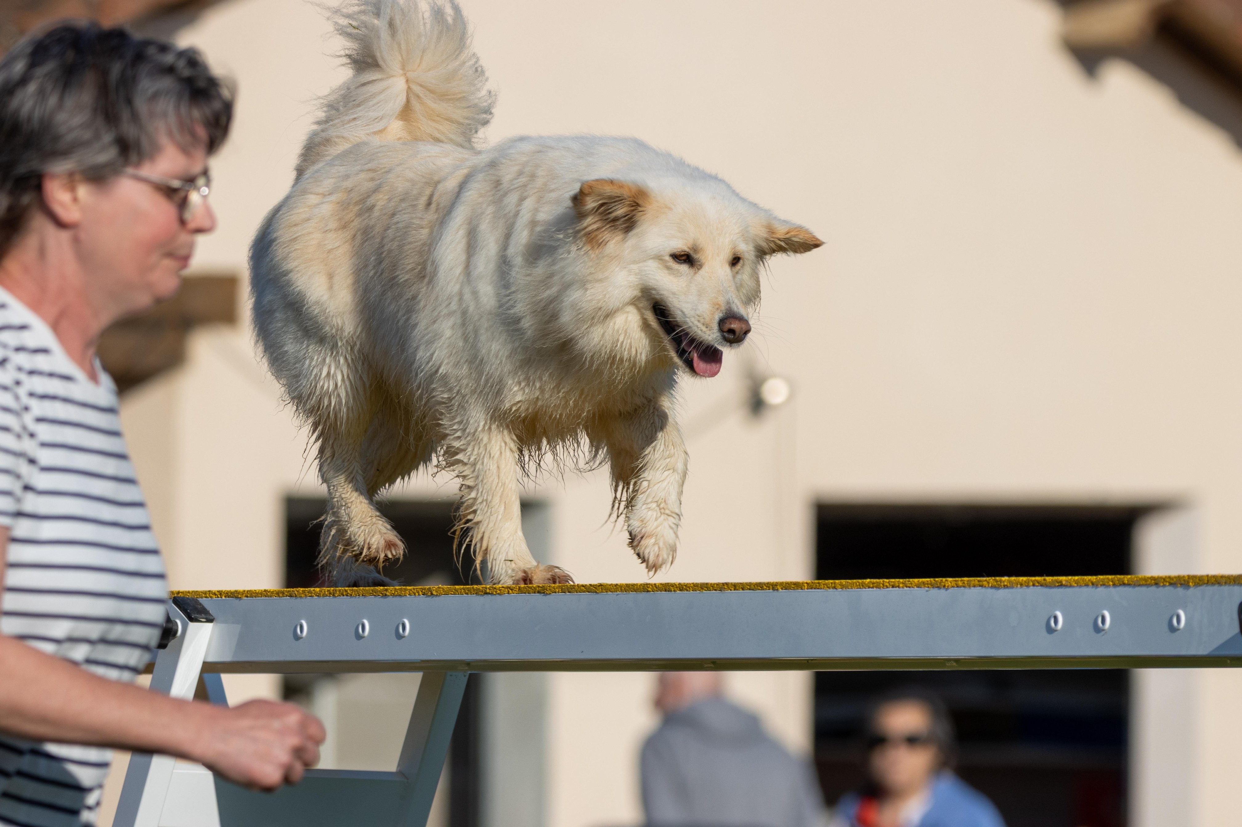 Agility grade 2 etoile 0106