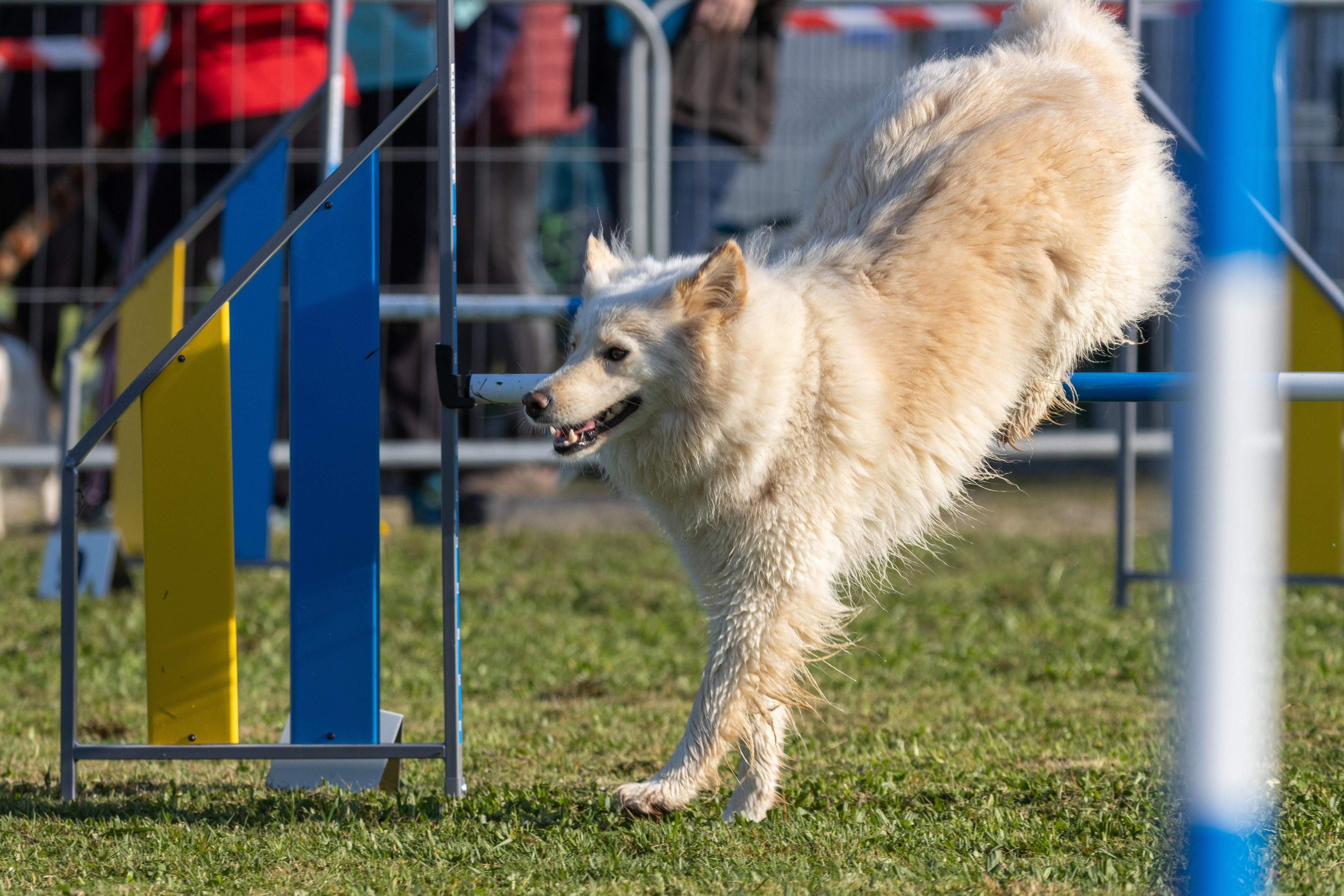 Agility grade 2 etoile 0107