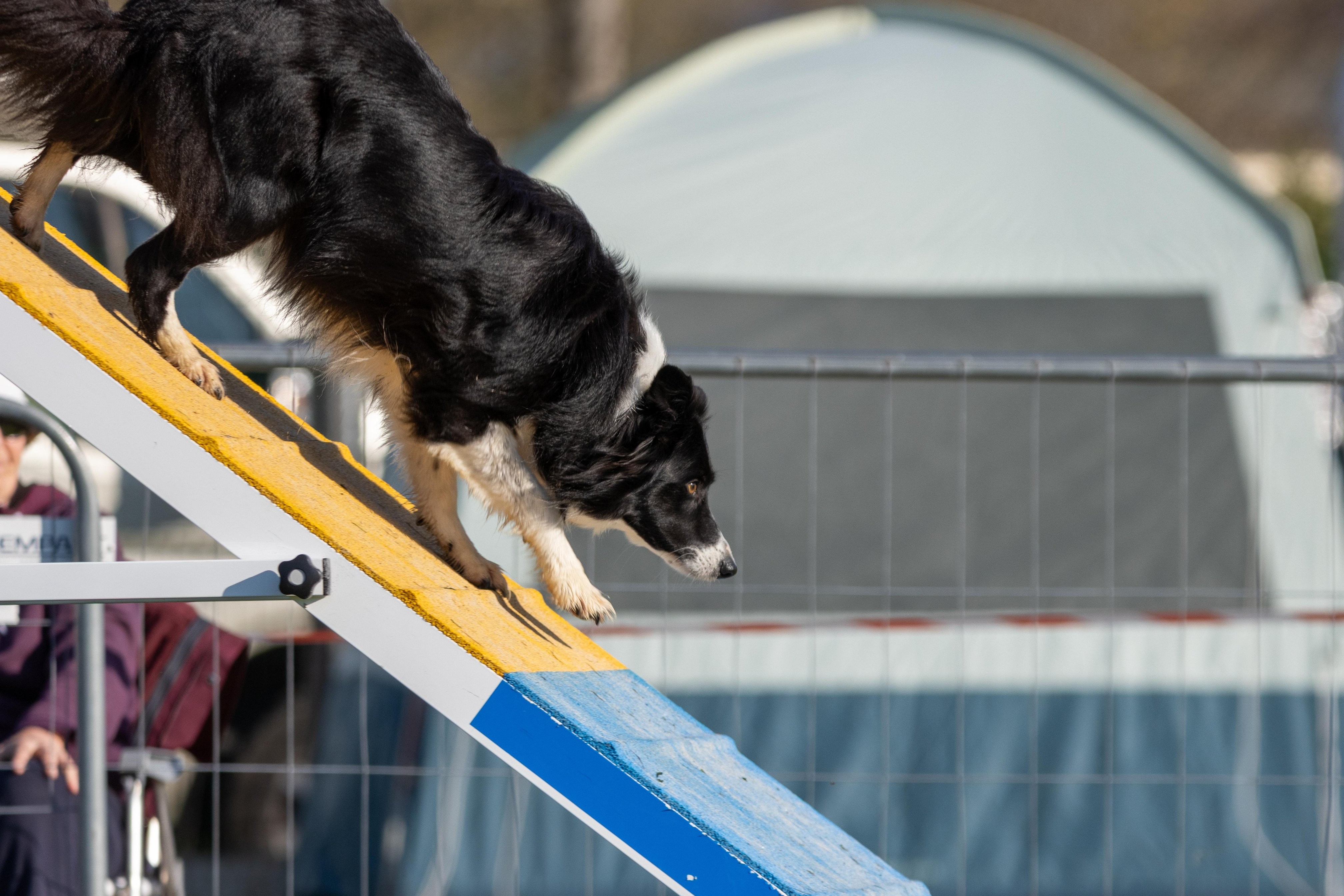 Agility grade 2 etoile 0110